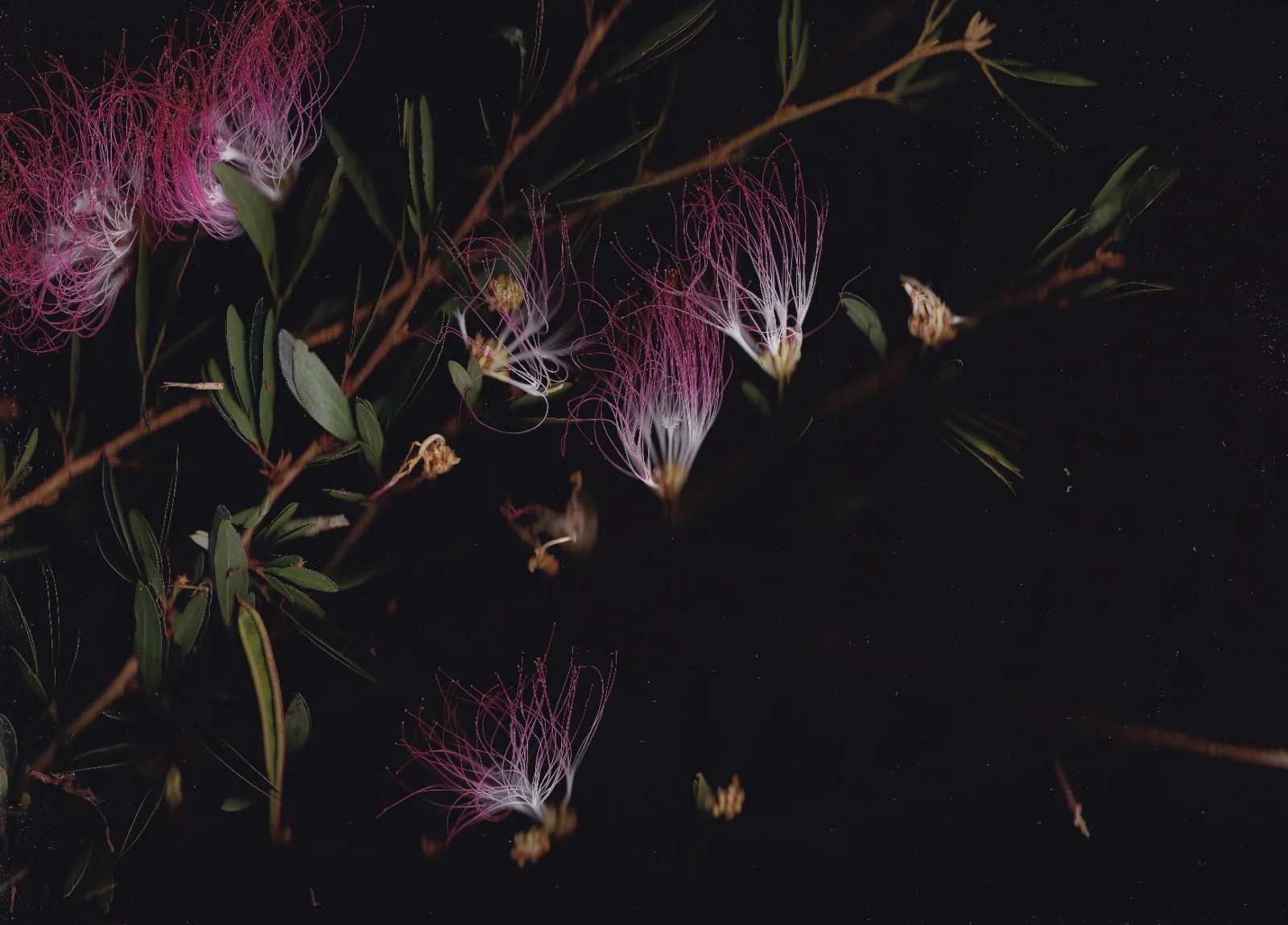 Calliandra angustifolia - all images by Blair Butterfield of trees from Camino Verde Baltimori Reforestation Center.