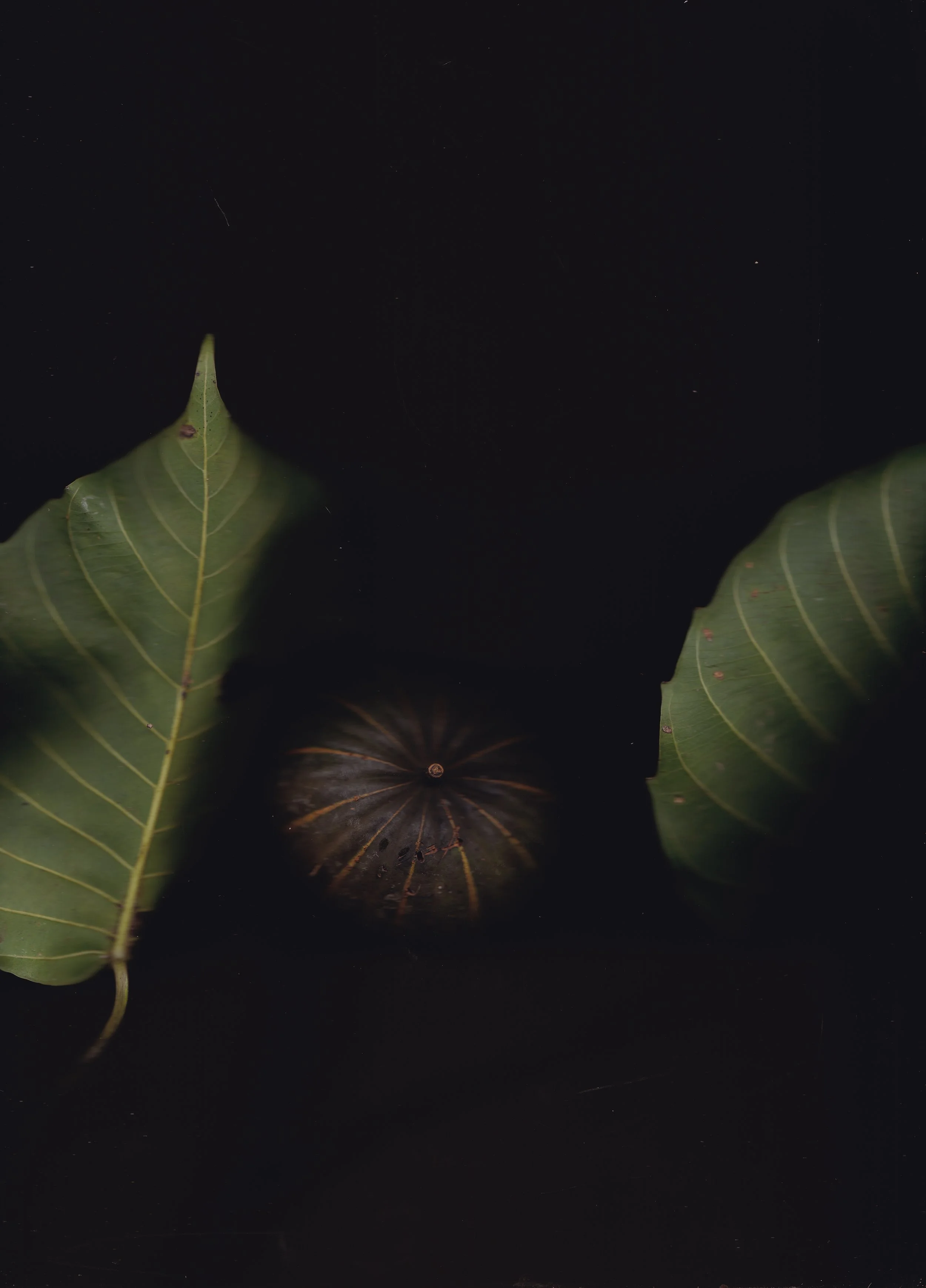 Hura crepitans - called Catahua in Peru, a tree with unique significance to Amazonian herbalists, very fast growing even in highly degraded landscapes (promising for restoration), and also the source of a valuable timber used in local canoe making.