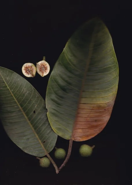 Ficus insipida