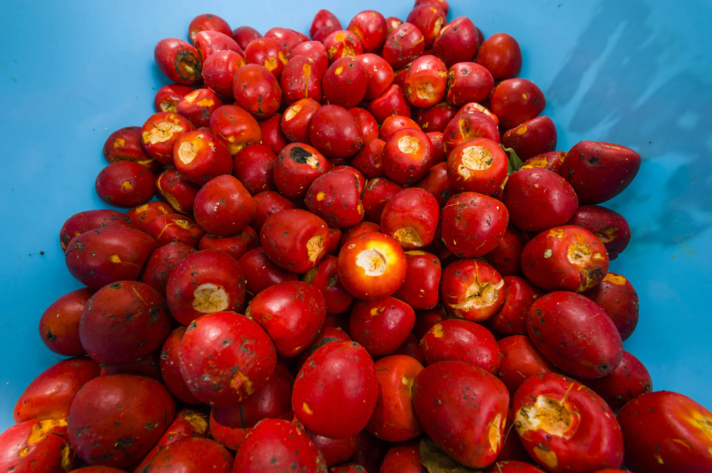 Photo: Jason Edwards / National Geographic, taken at Camino Verde reforestation center.