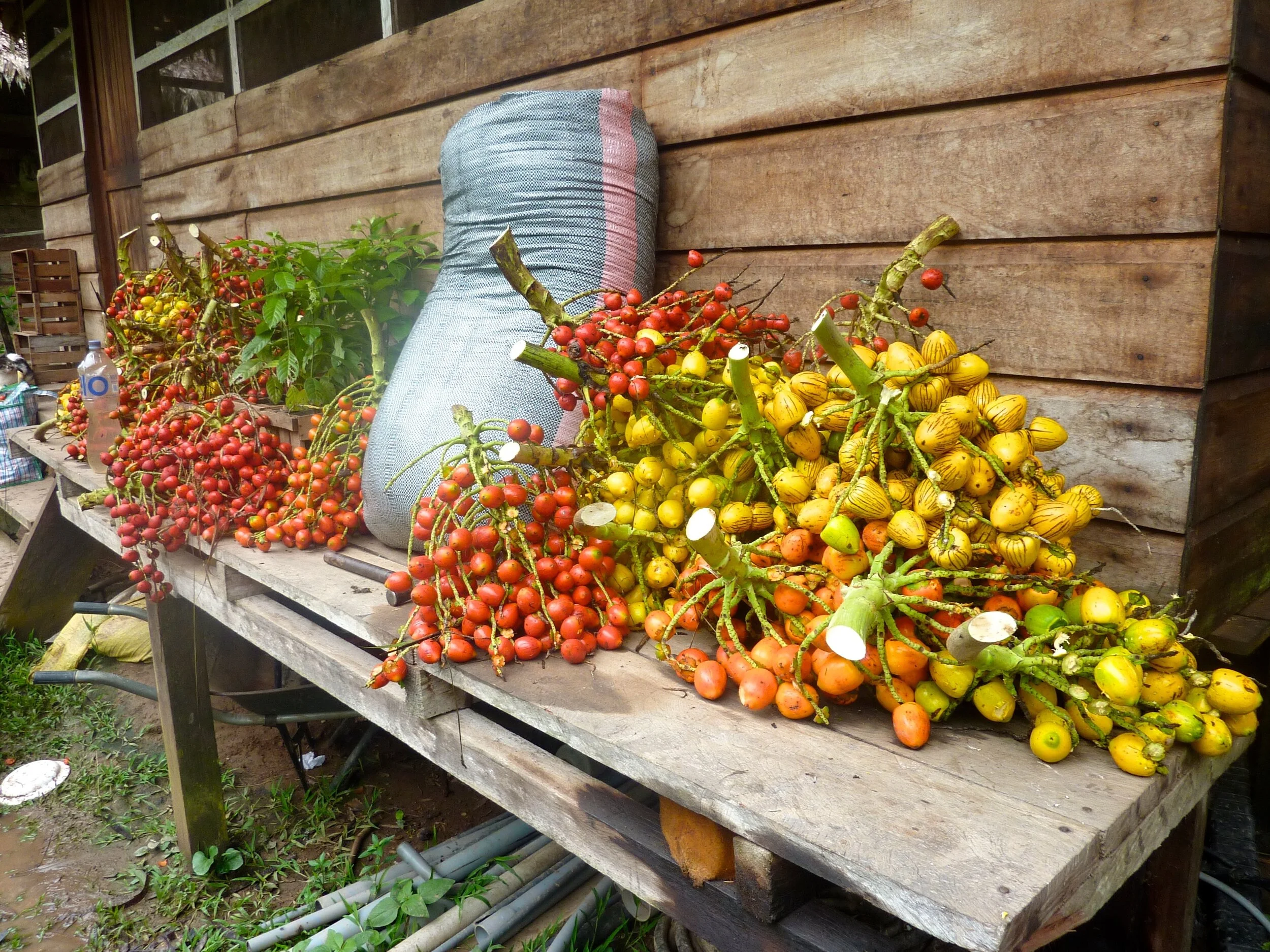 Pijuayo fruits come in various shapes, sizes, and colors. This is a typical weekly harvest at Camino Verde’s reforestation center in Tambopata, Peru.