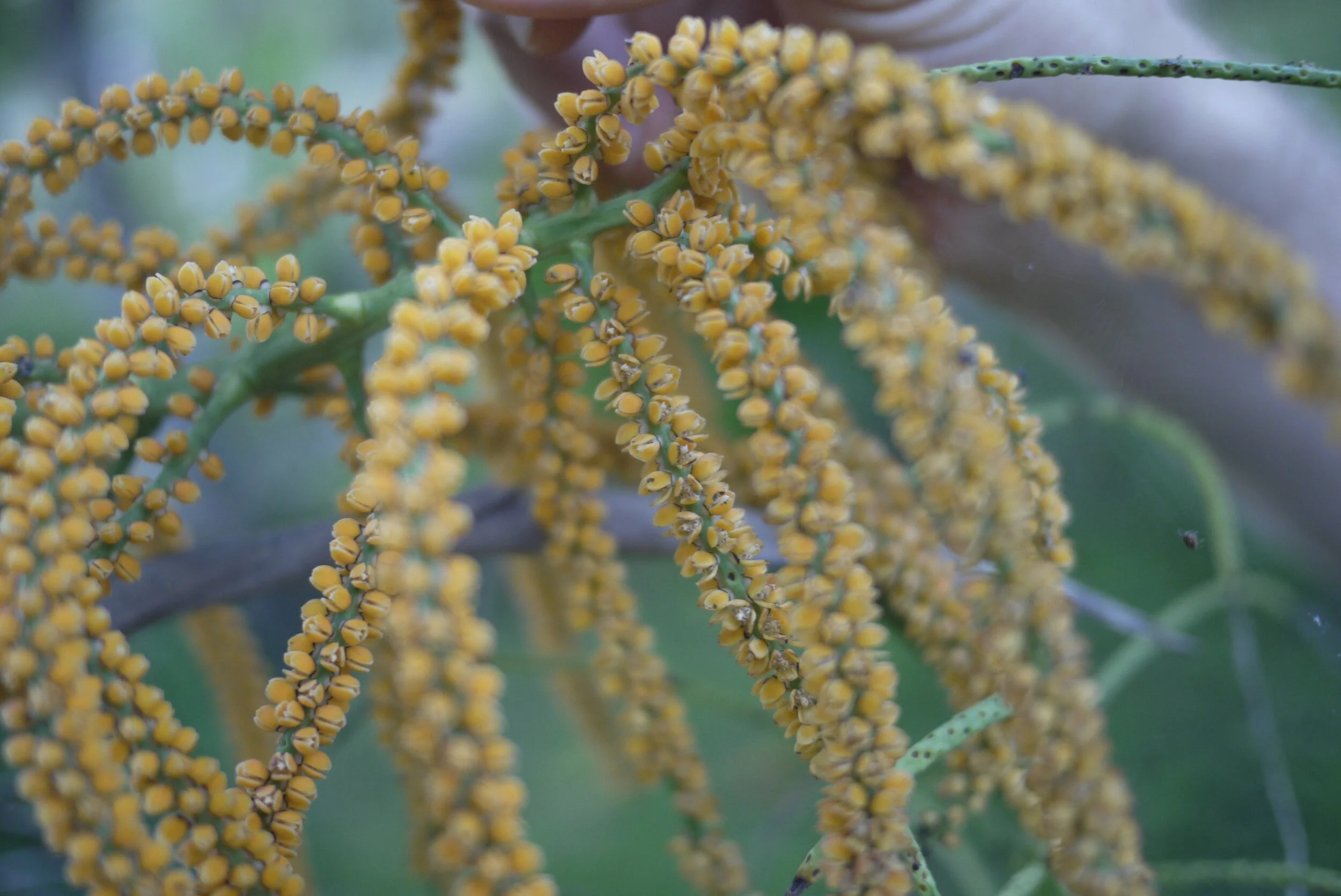 Sangapilla ( Chamaedorea sp.) is a dioecious Amazonian dwarf palm. The flowers of the males emit a unique fragrance that can flood the senses of someone a hundred meters downwind, but sometimes cannot be smelled close up.
