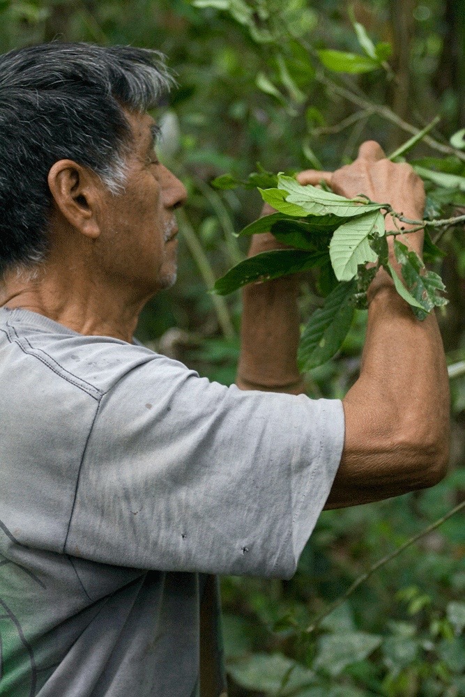 Ignacio-gathering-chacruna.jpg