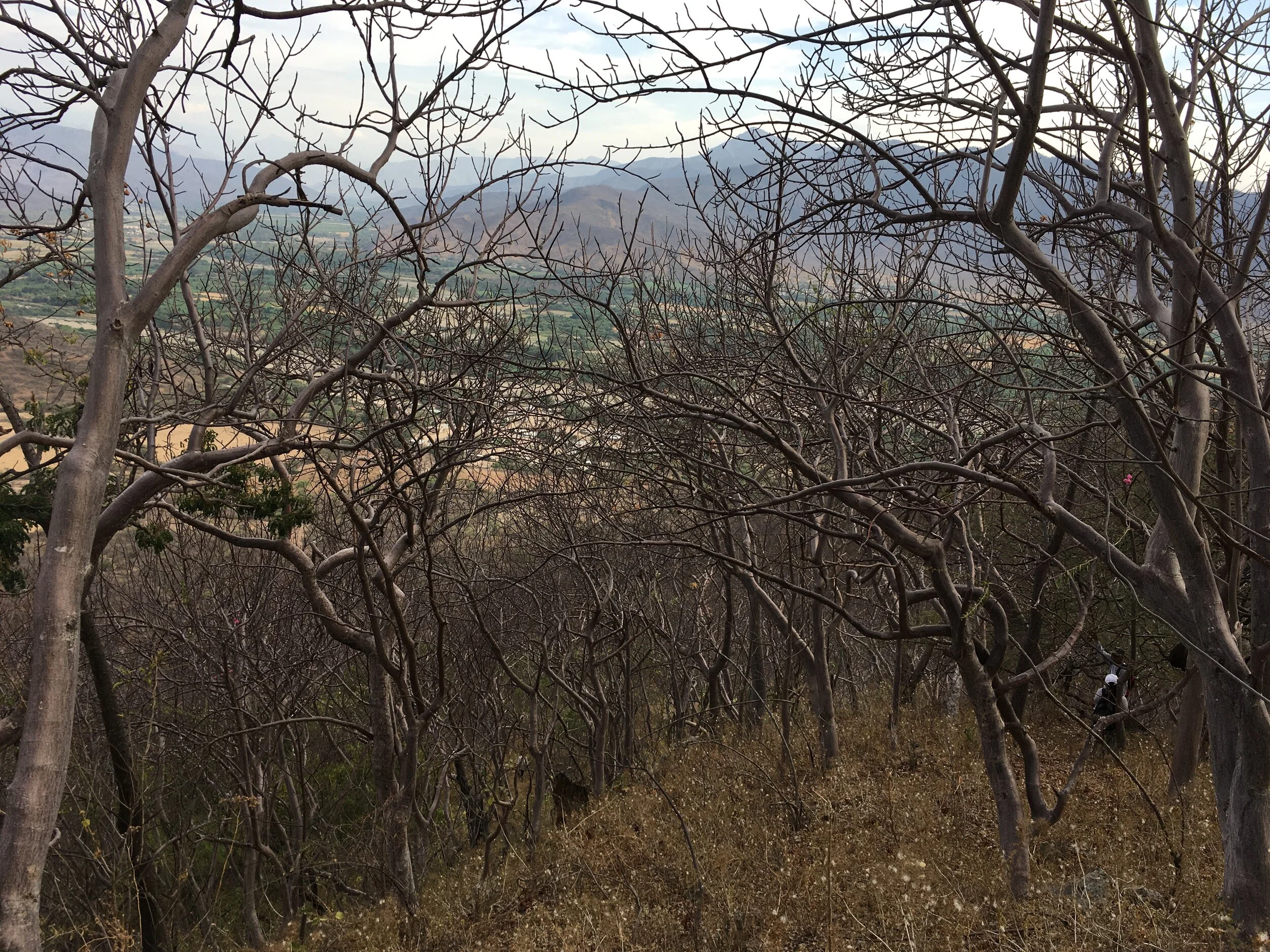 Palo Santo (Bursera graveolens): Keystone Species of Peru's Tropical Dry Forest
