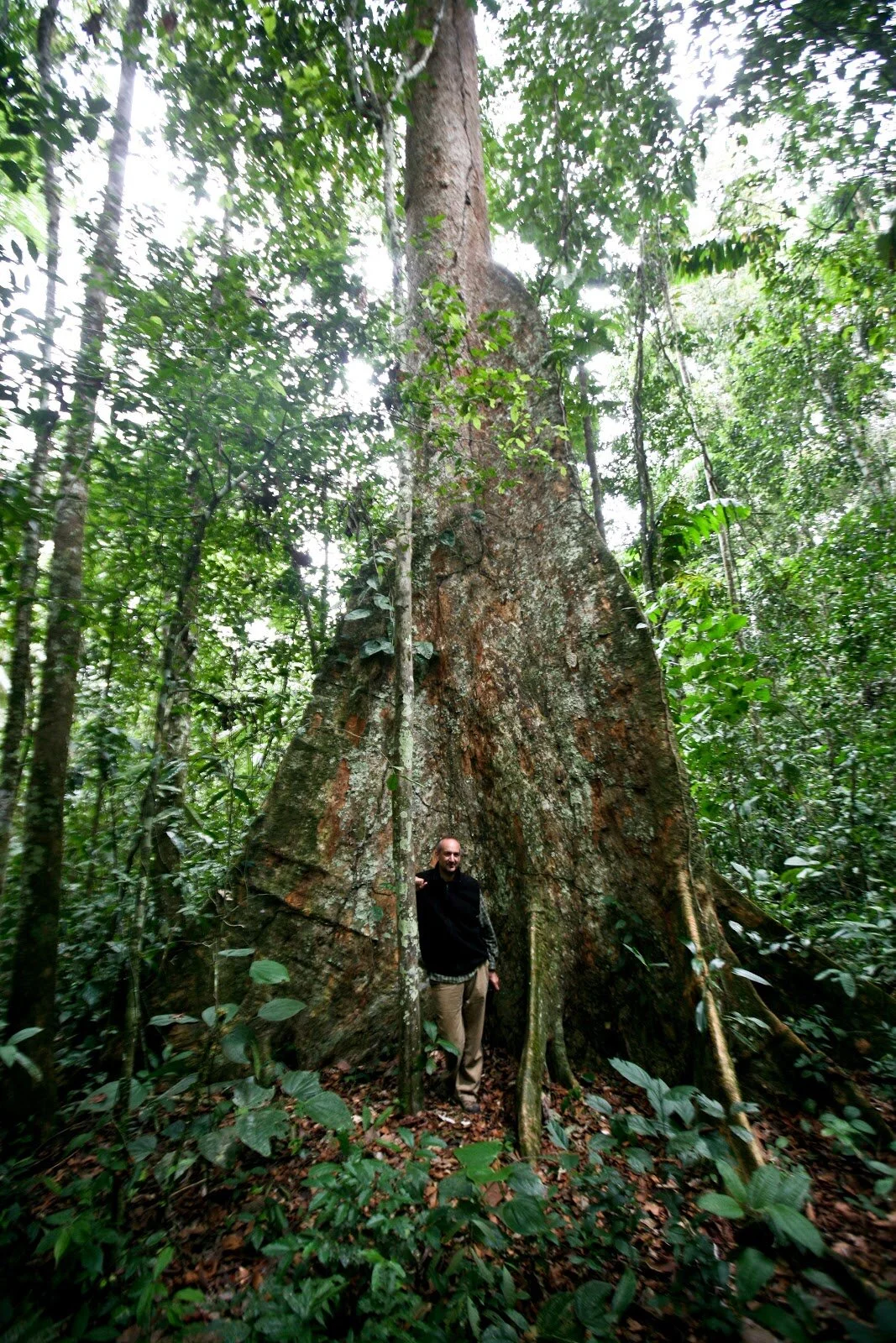 Reemergence, or how the tallest trees in the Amazon can teach us to be