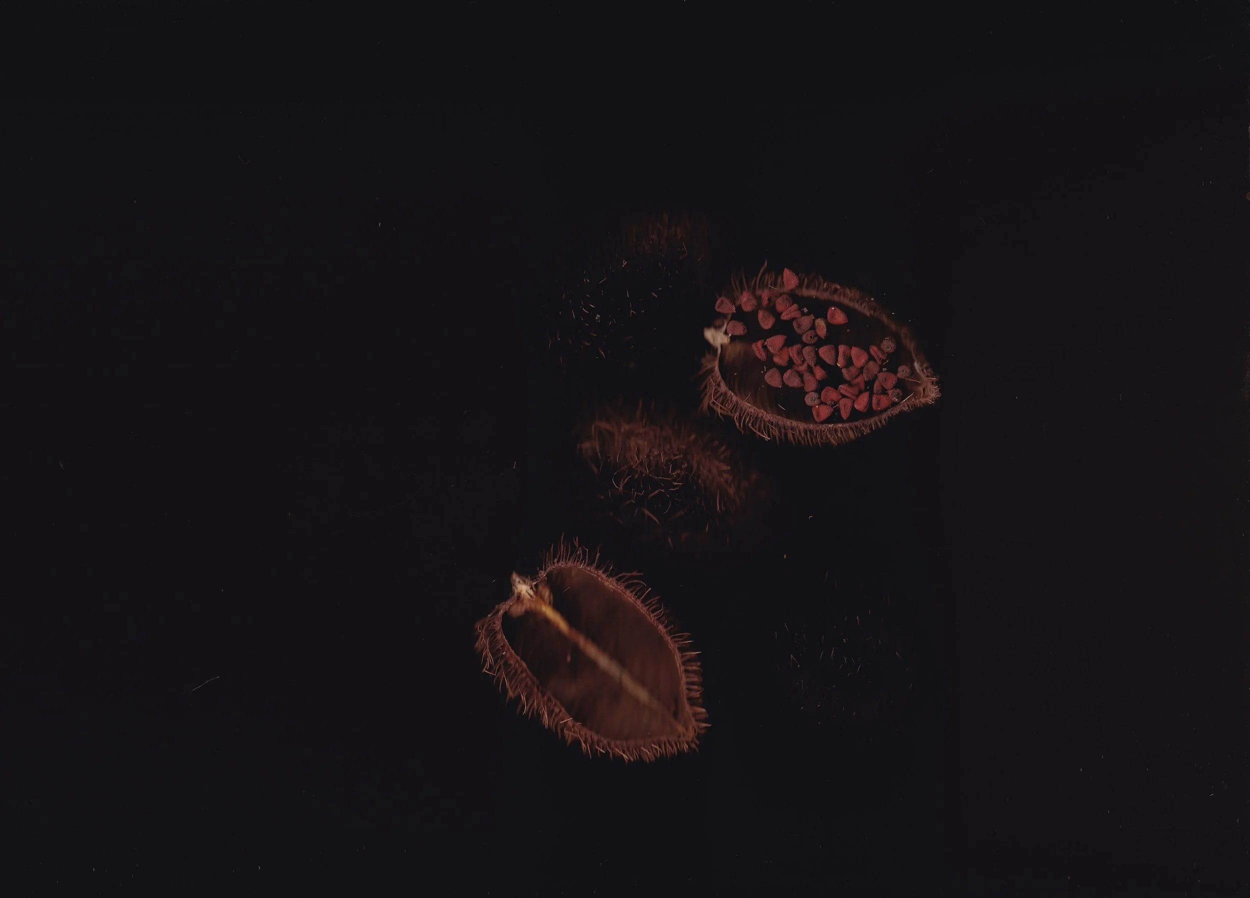 Bixa+orellana+-+Achiote+-+frutos+semillas+2.jpg