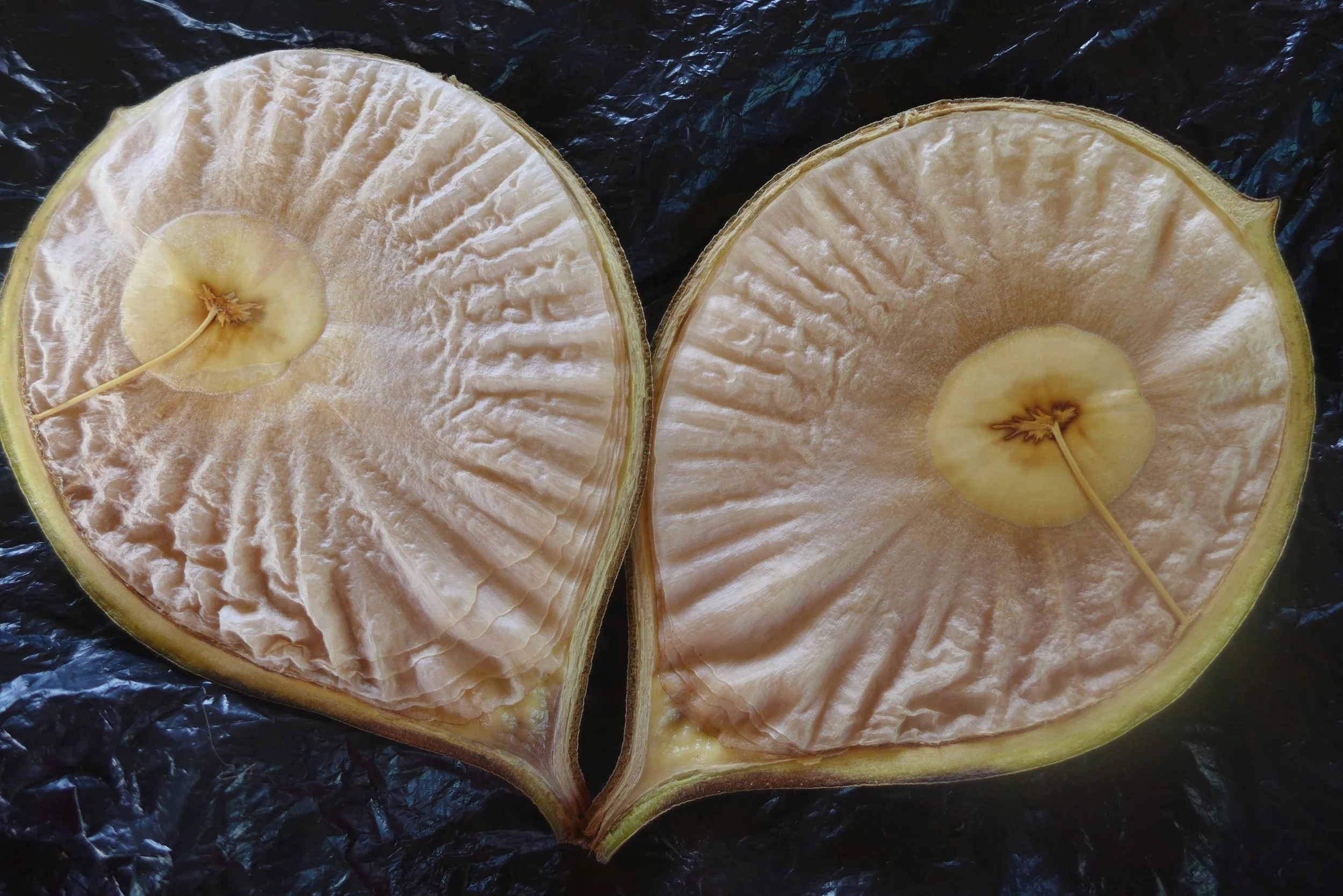 Pumaquiro (Aspidosperma macrocarpon)