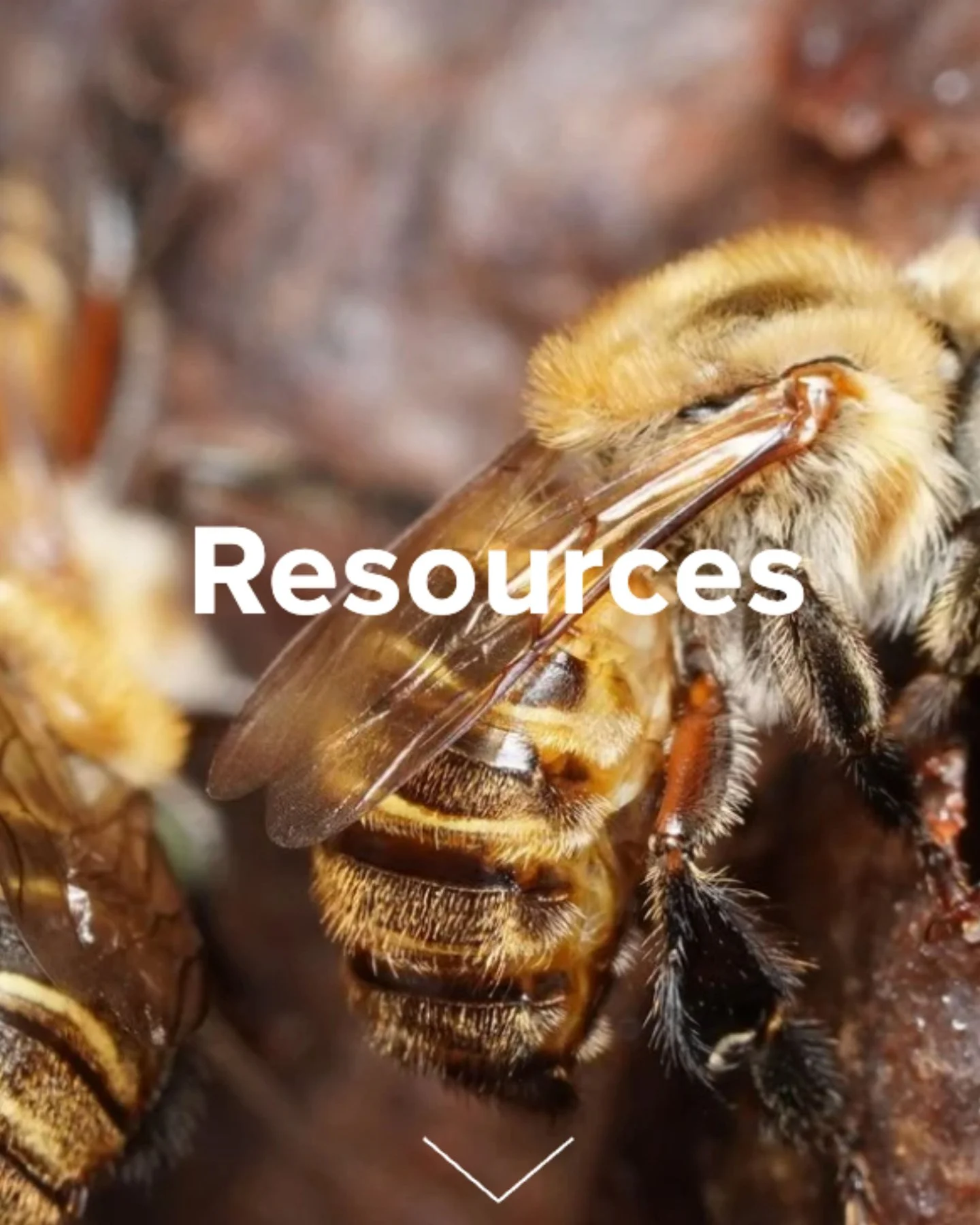 🌿 Good news! Our Resources page has just been updated with fresh materials including our latest publications and training resources for those interested in reforestation, agroforestry, and Amazonian conservation.

Follow the link in our bio to explo