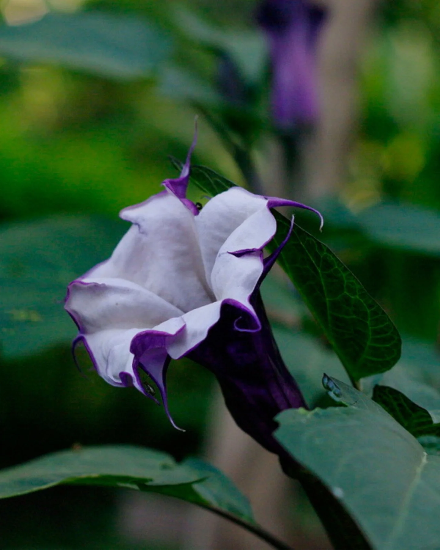 Datura metel, a short-lived perennial, blooms at night with pale, fragrant flowers. 🌙

Native to the Neotropics, it&rsquo;s a plant of both beauty and potency - said to stir vivid dreams when placed beneath one&rsquo;s pillow, yet known for its toxi