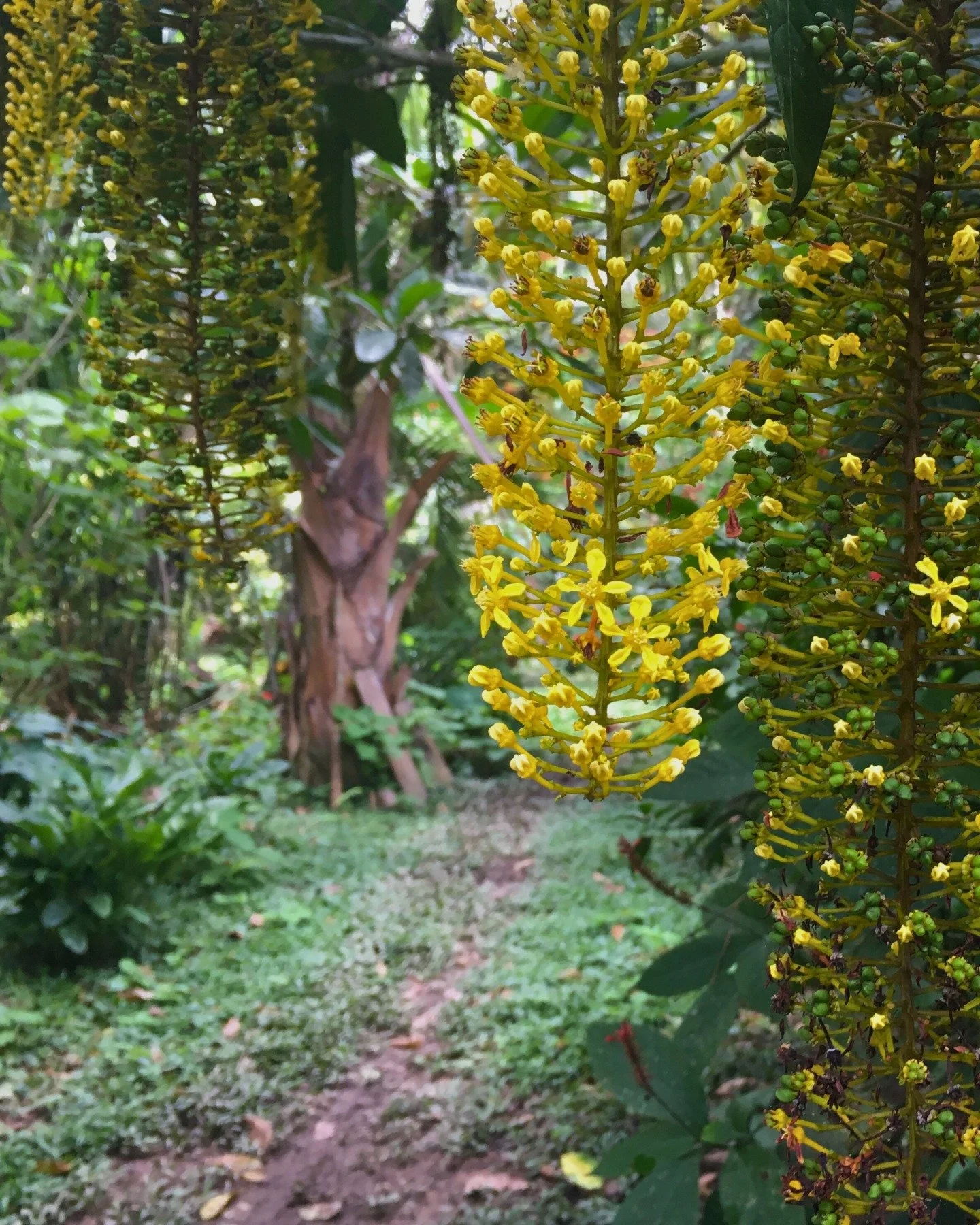 🌿 Lophanthera lactescens, commonly known as &ldquo;champ&aacute;n&rdquo;, meaning &ldquo;champagne&rdquo;, is a fast-growing Amazonian tree native to western lowland forests.

In Puerto Maldonado, it&rsquo;s a familiar sight - its golden flower clus