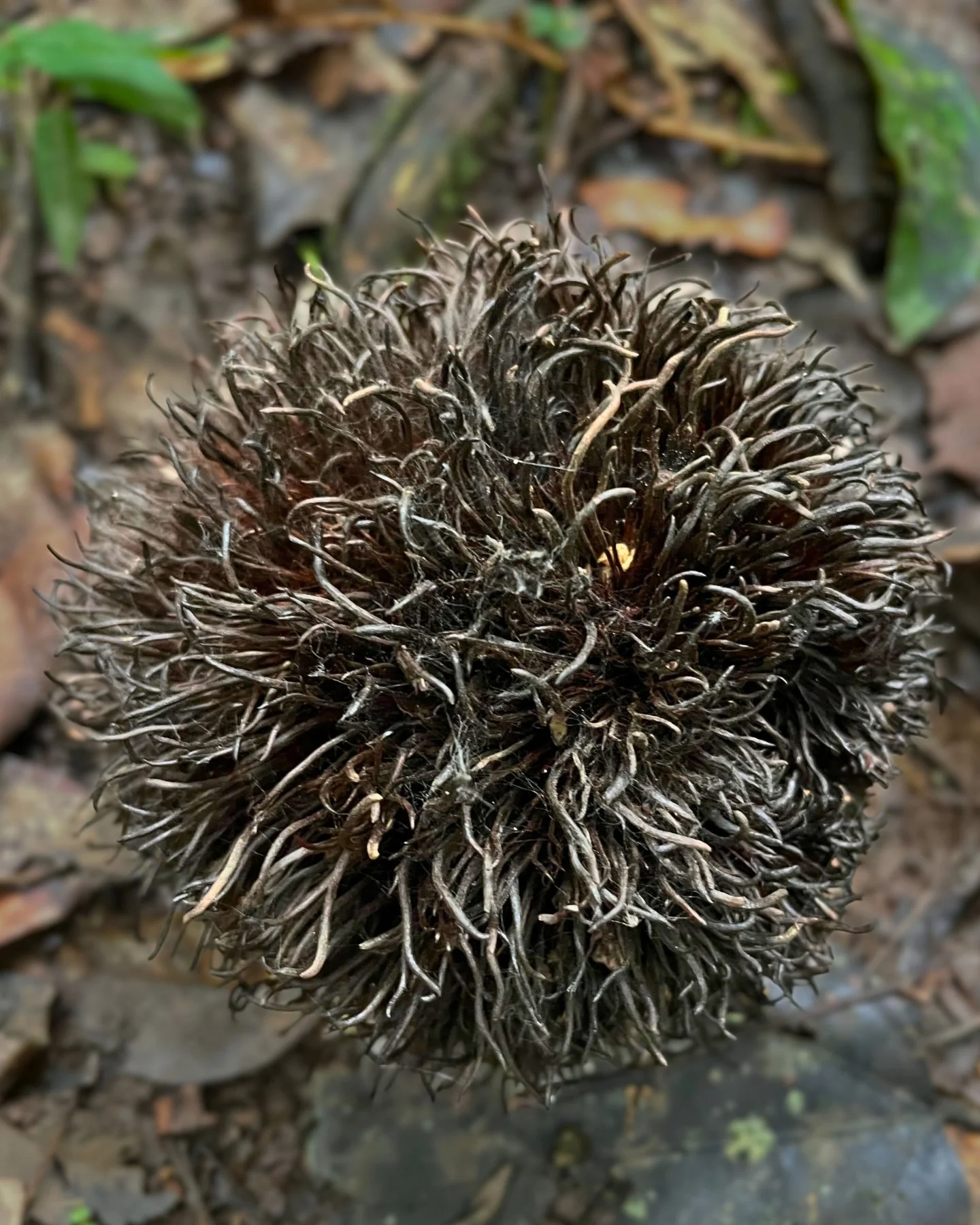 🌳 Sloanea (genus) &ndash; the giants of the Neotropics! With over 100 species, these massive trees, often recognized by their incredible buttresses, are a hallmark of Central &amp; South American jungles. Old-growth Sloanea provide crucial habitat f