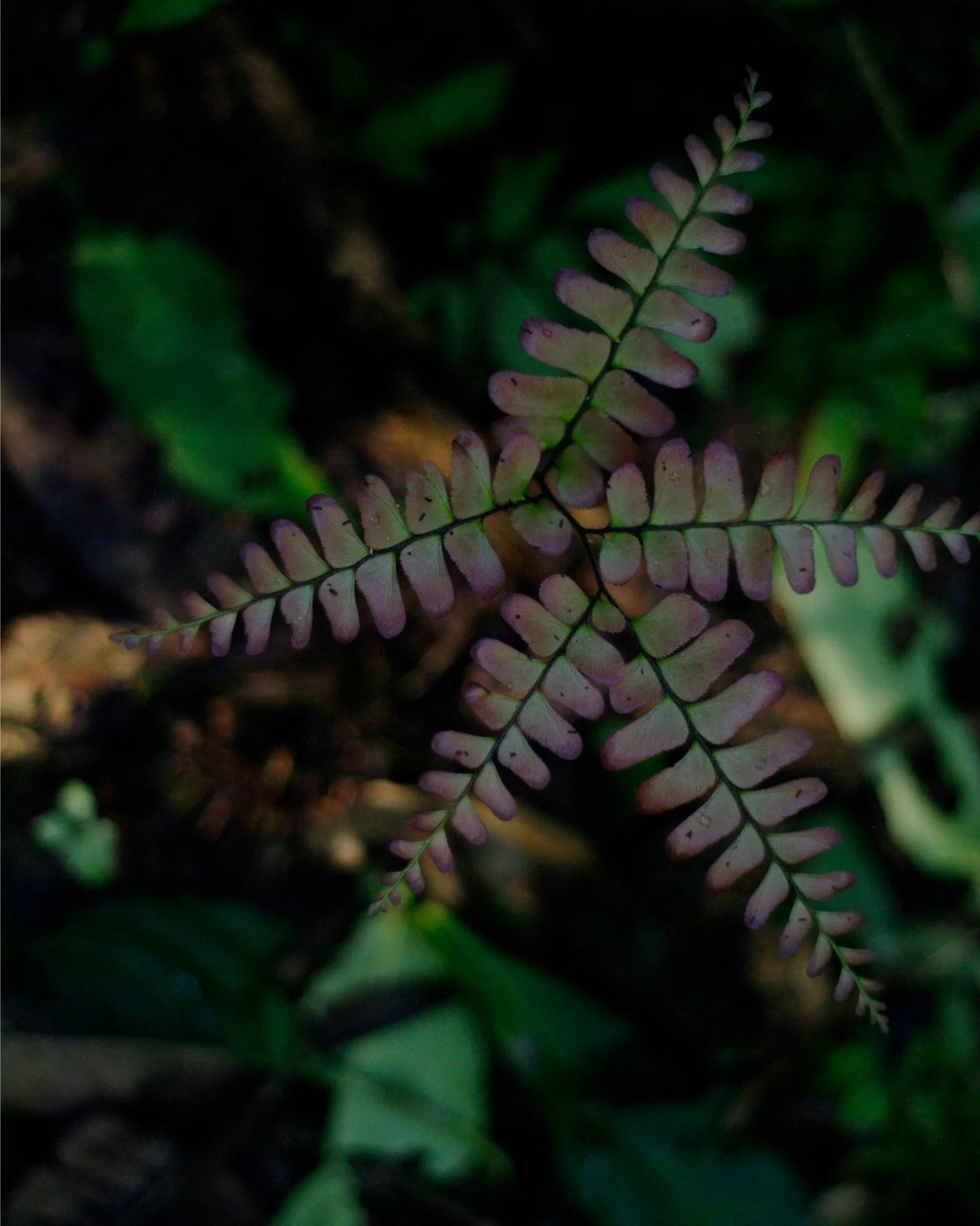 Adiantum latifolium, known locally as sorrapilla, is a beautiful fern with delicate, fan-shaped leaflets branching from dark stems. 

It is both an elegant and integral part of the forest landscape, thriving in the moist, humid understory of primary 