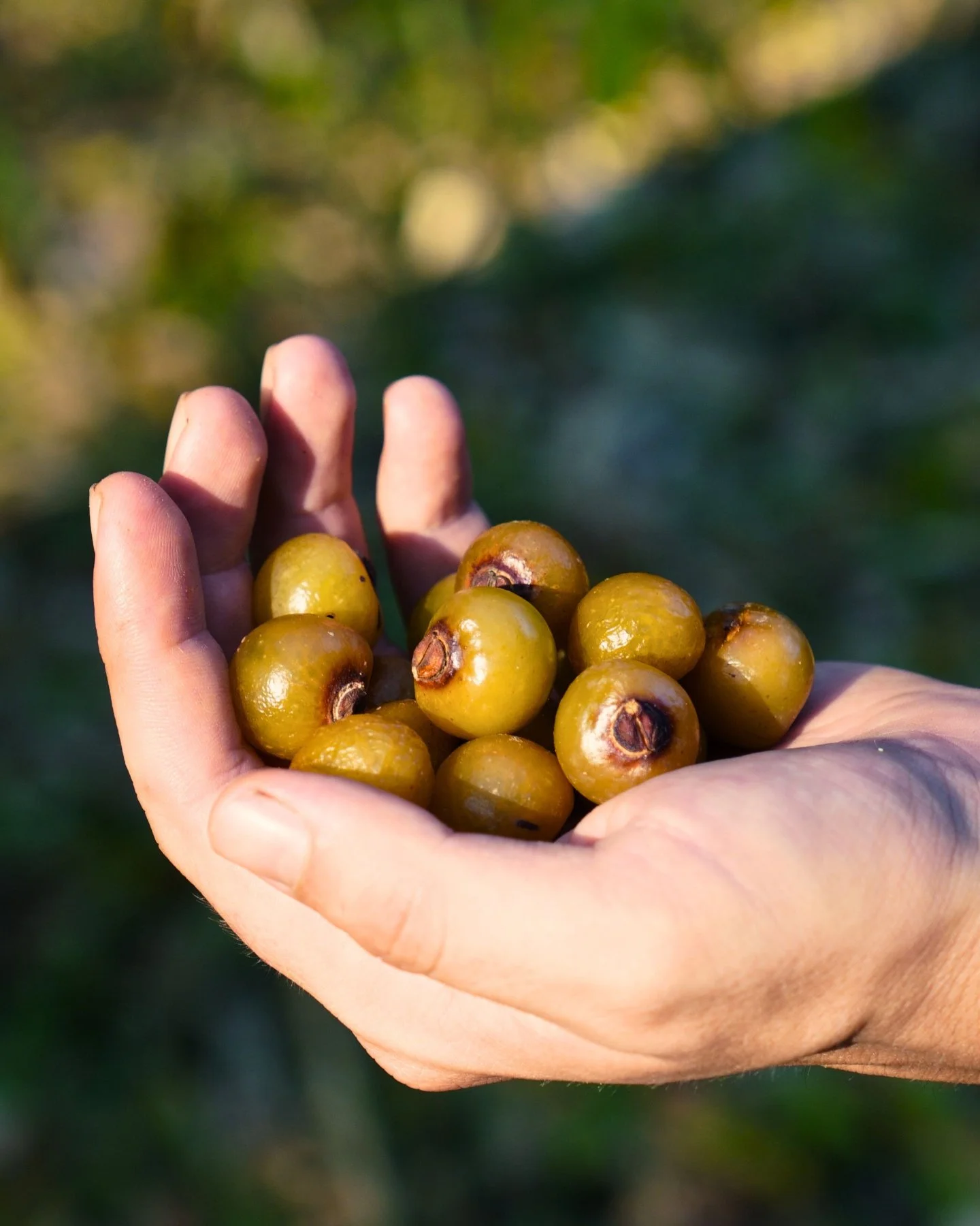 🌰 It&rsquo;s soapberry season!

The Camino Verde team has been harvesting the fruits of Sapindus saponaria, also known as choloco, or the soapberry tree.

These shiny brown fruits contain natural saponins, compounds that create a gentle, cleansing l