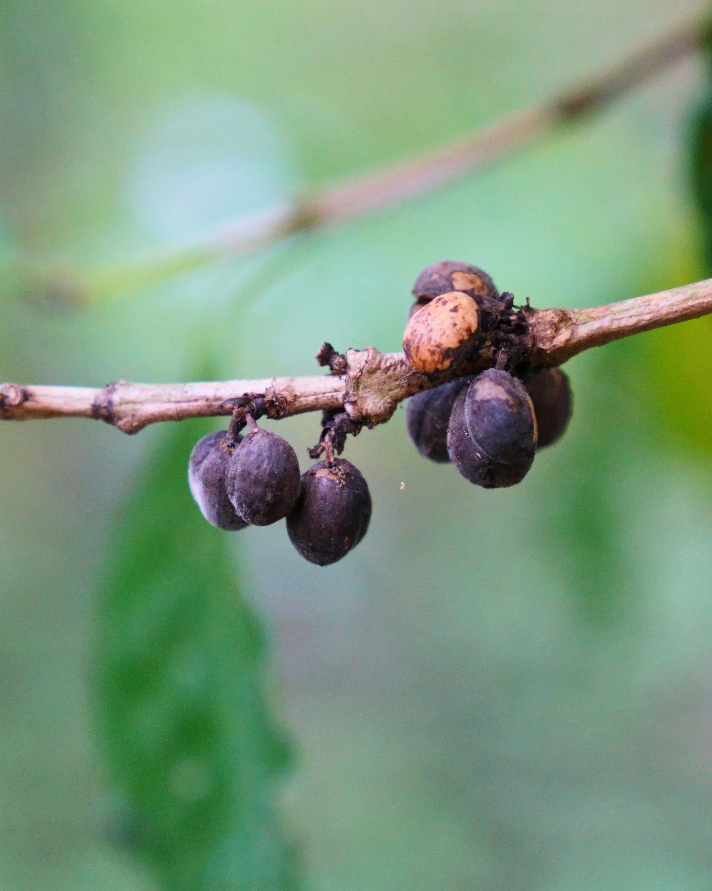 ☕️ The jungle can always provide if you know where to look! 

In Tambopata, our shade-grown coffee plants grow beneath the forest canopy, alongside native trees and fruit species - part of our agroforestry approach to restore biodiversity while produ