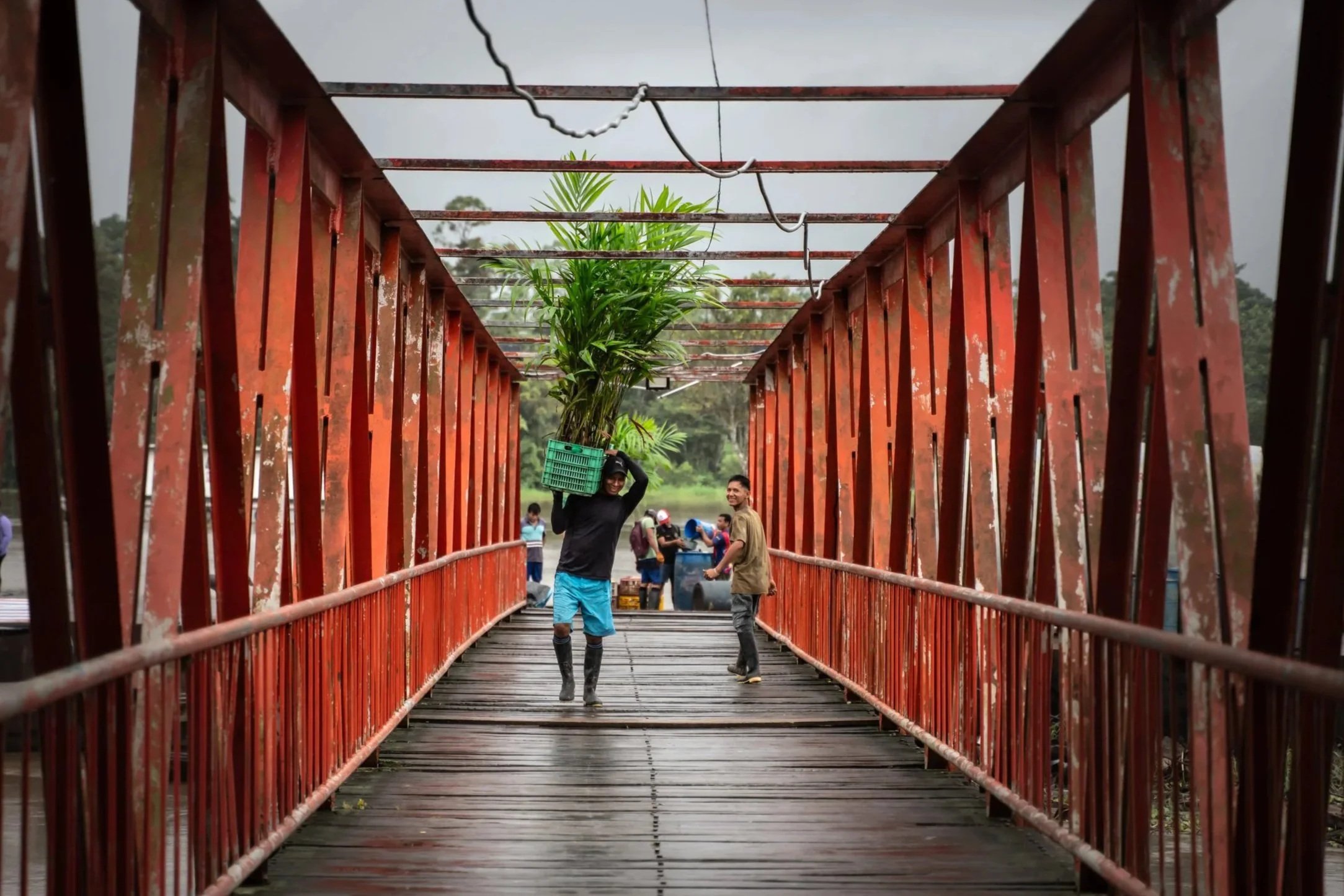 20 Years Planting Trees in Peru: Reflections of an Unrepentant Reforester