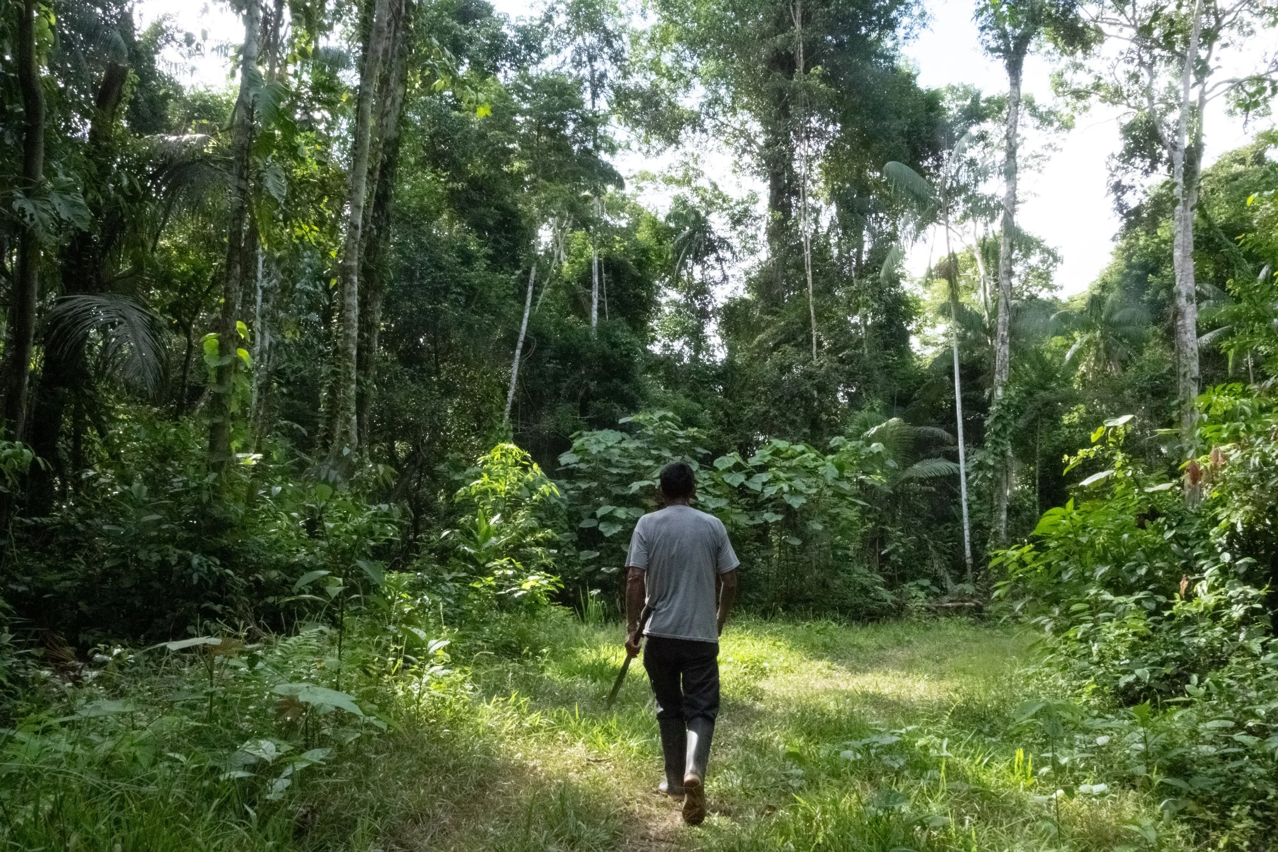 The Language of the Forest
