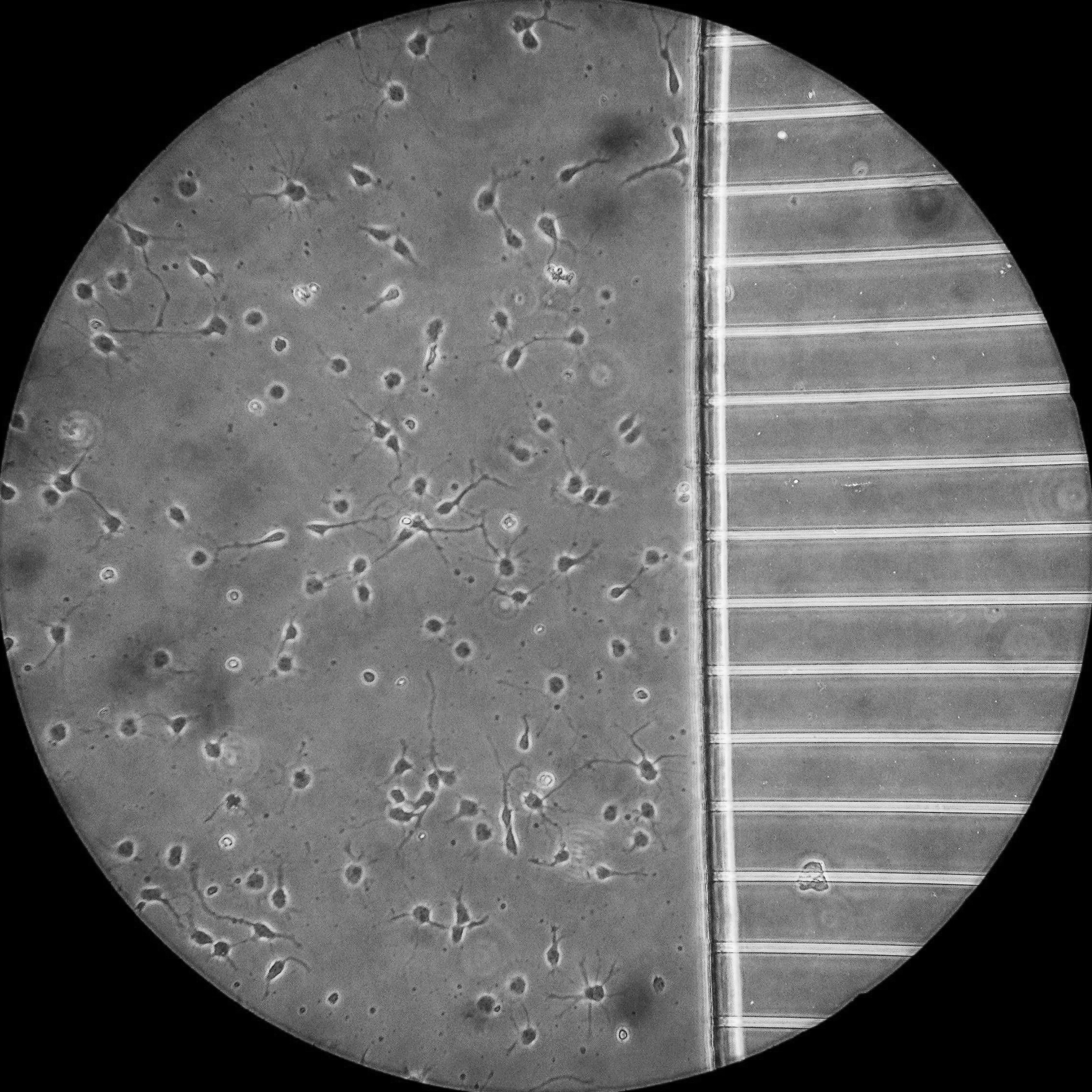 Neurons near the microgrooves