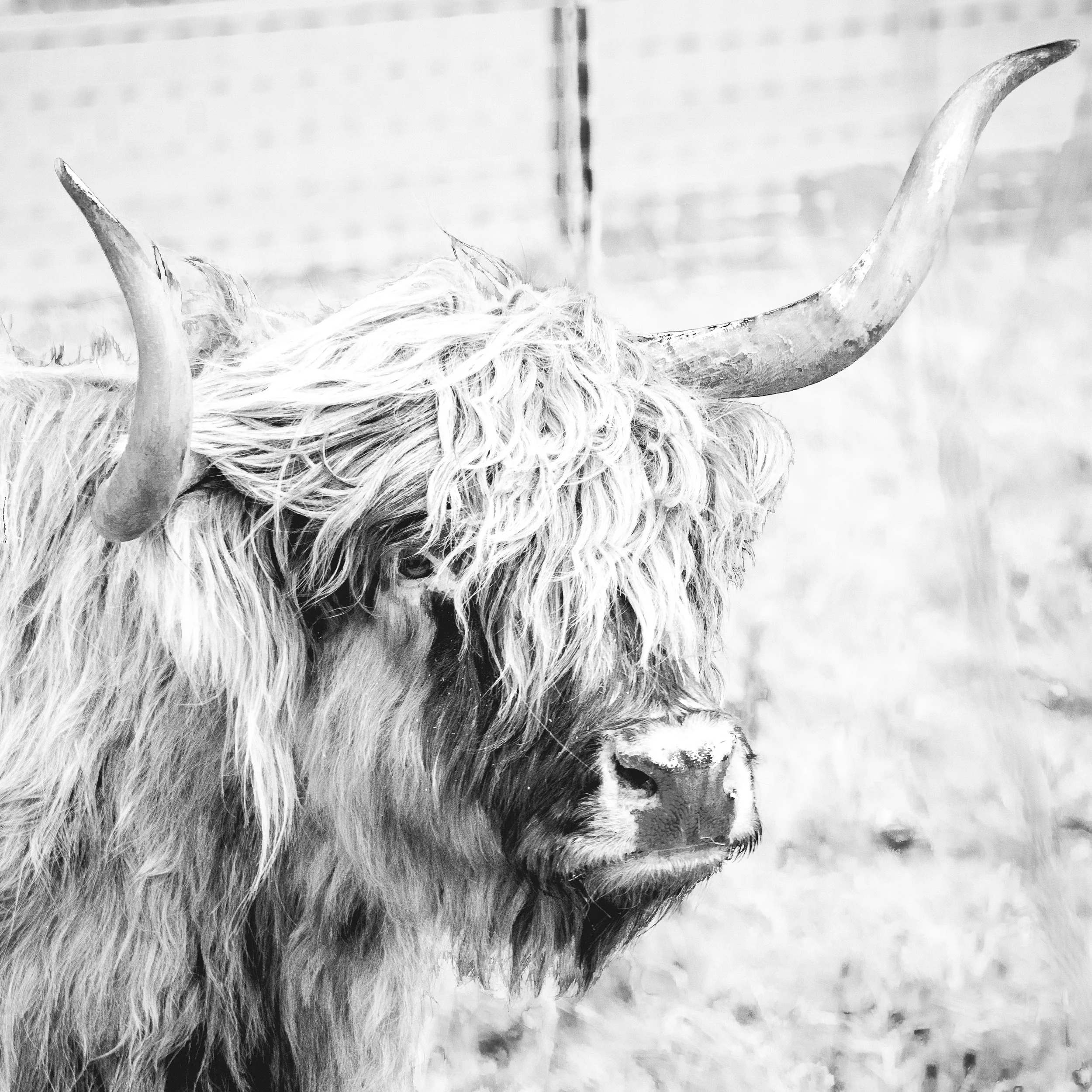 Coo. Edinburgh, Scotland.