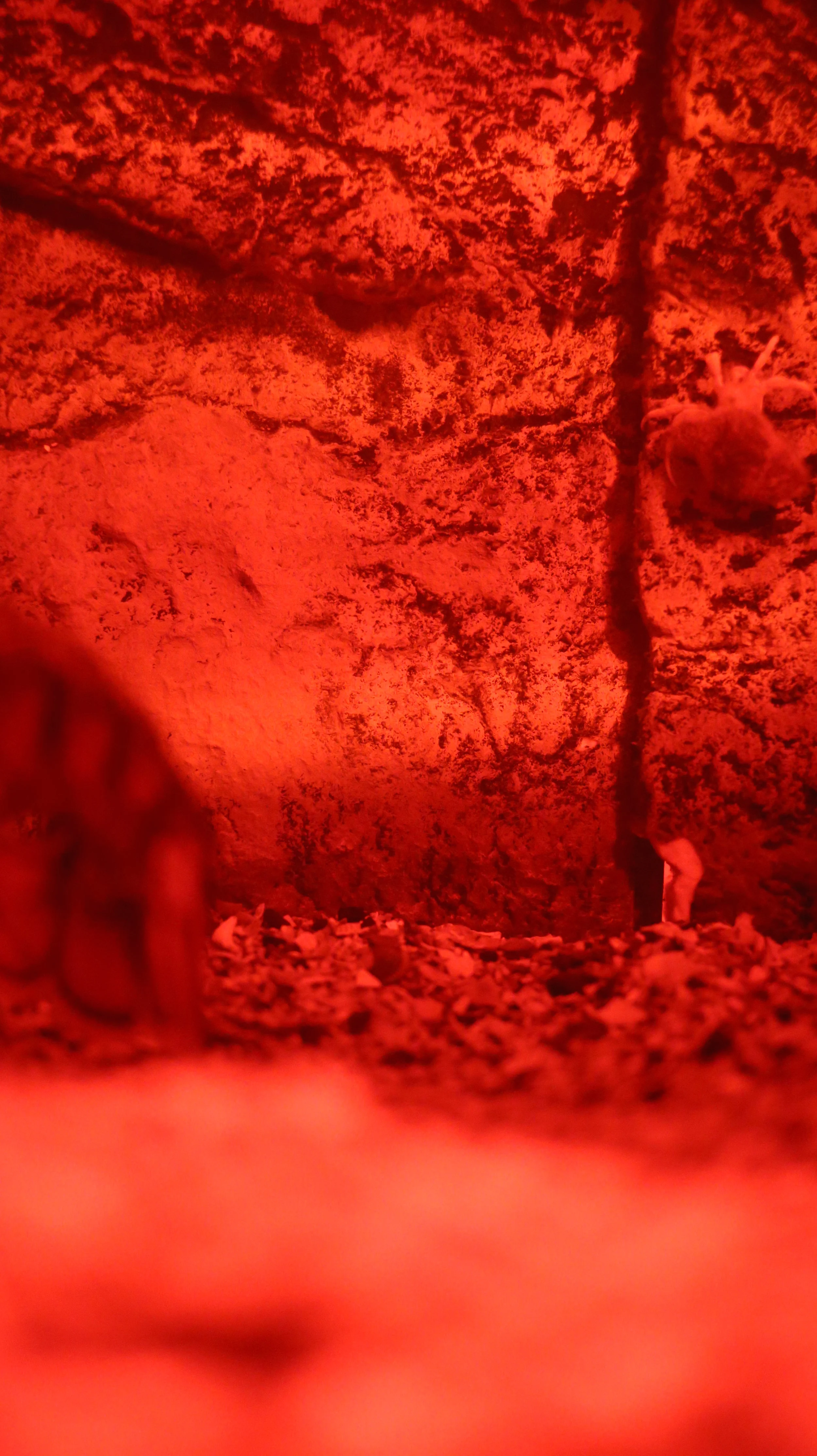 Spotted in flagrante