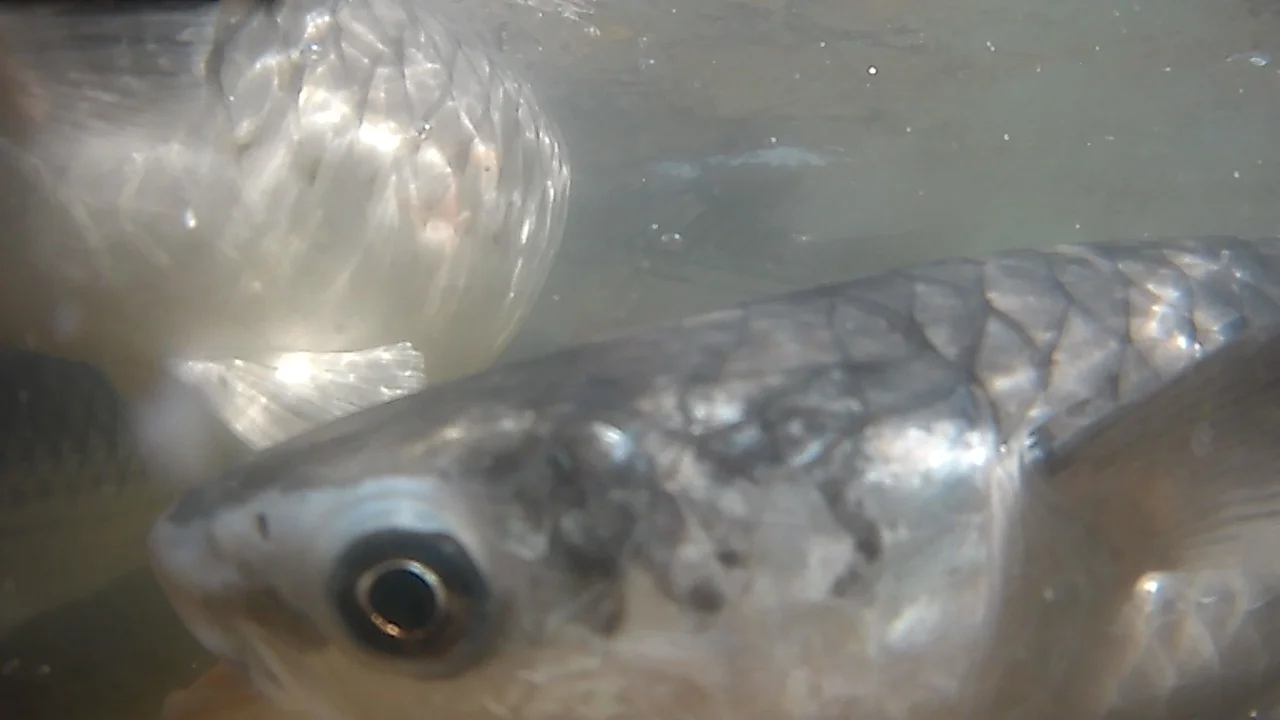 Holding hands....feeding....ducking fish....