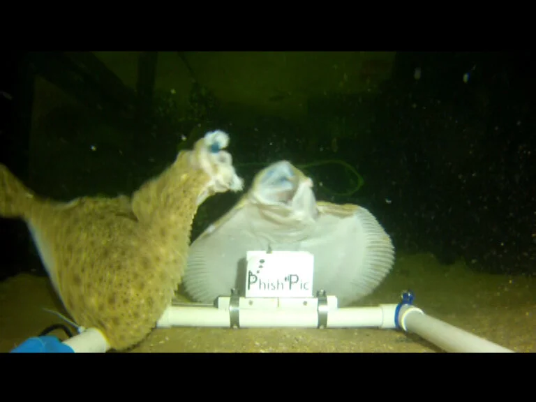 Grabbed Frame 1_turbot 2.jpg