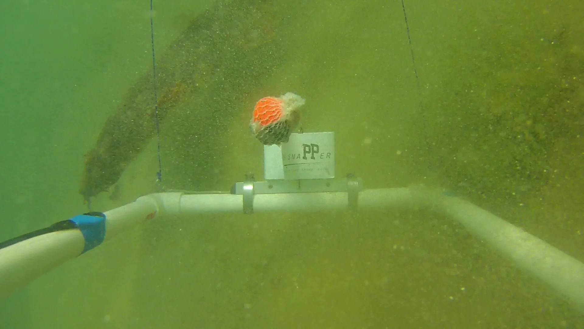 FILE0016 - wobbegong.mp4.00_01_15_22.Still001.jpg