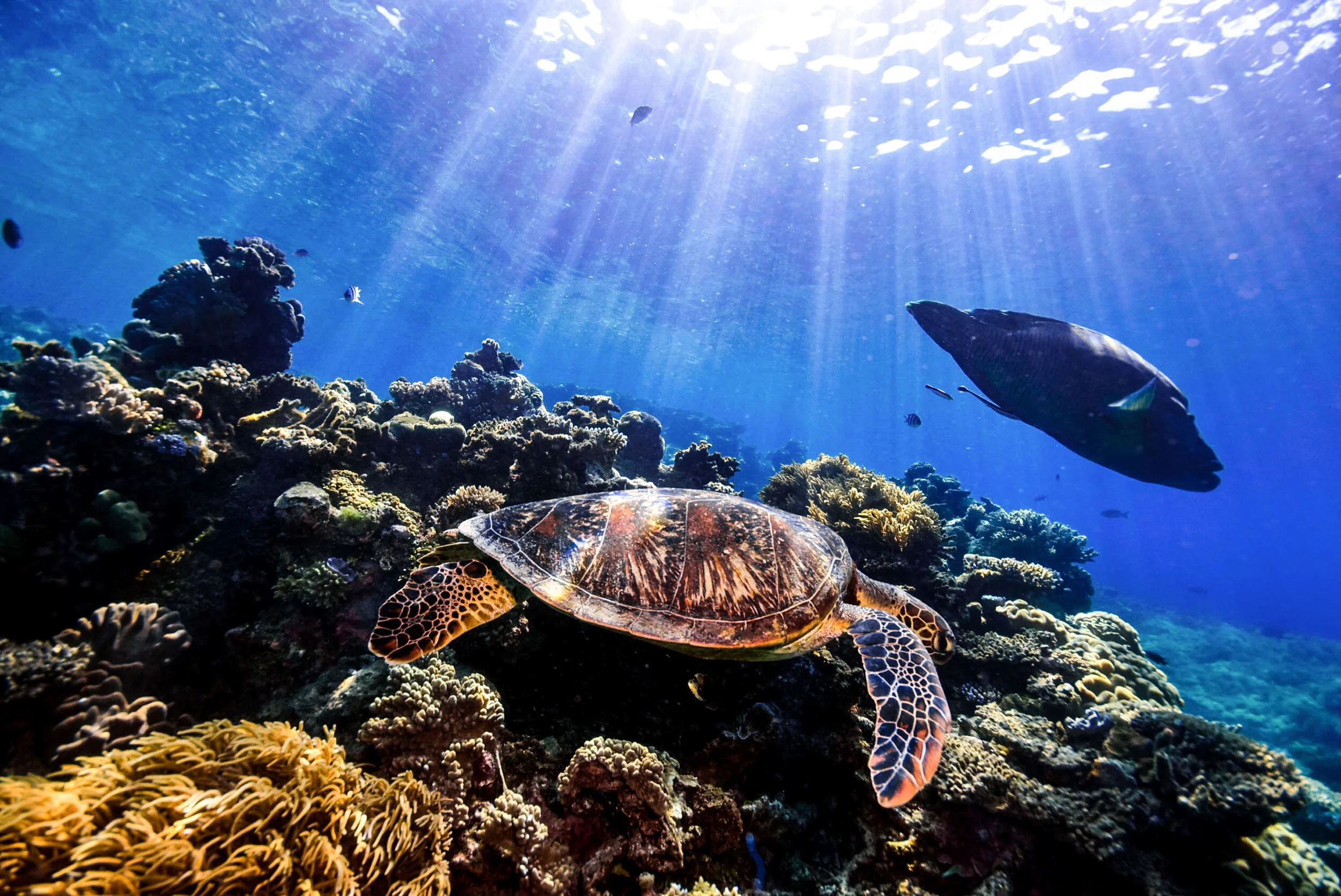 The way to get to know you.....is to dive.....