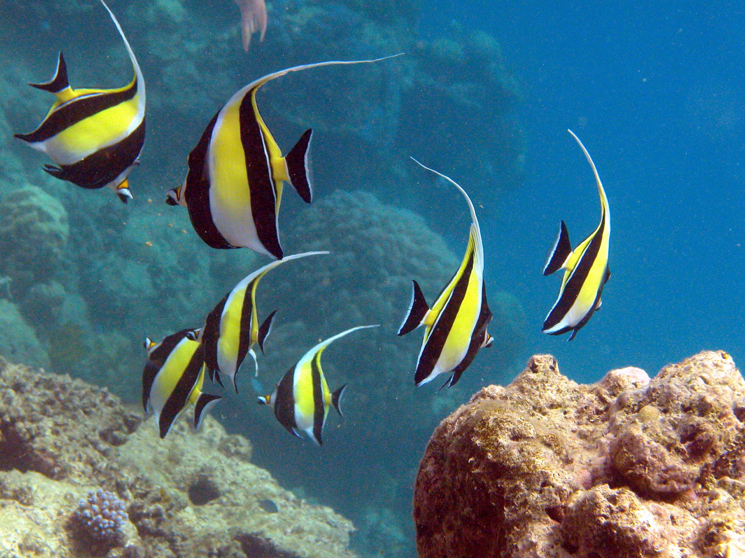 Moorish idol.JPG