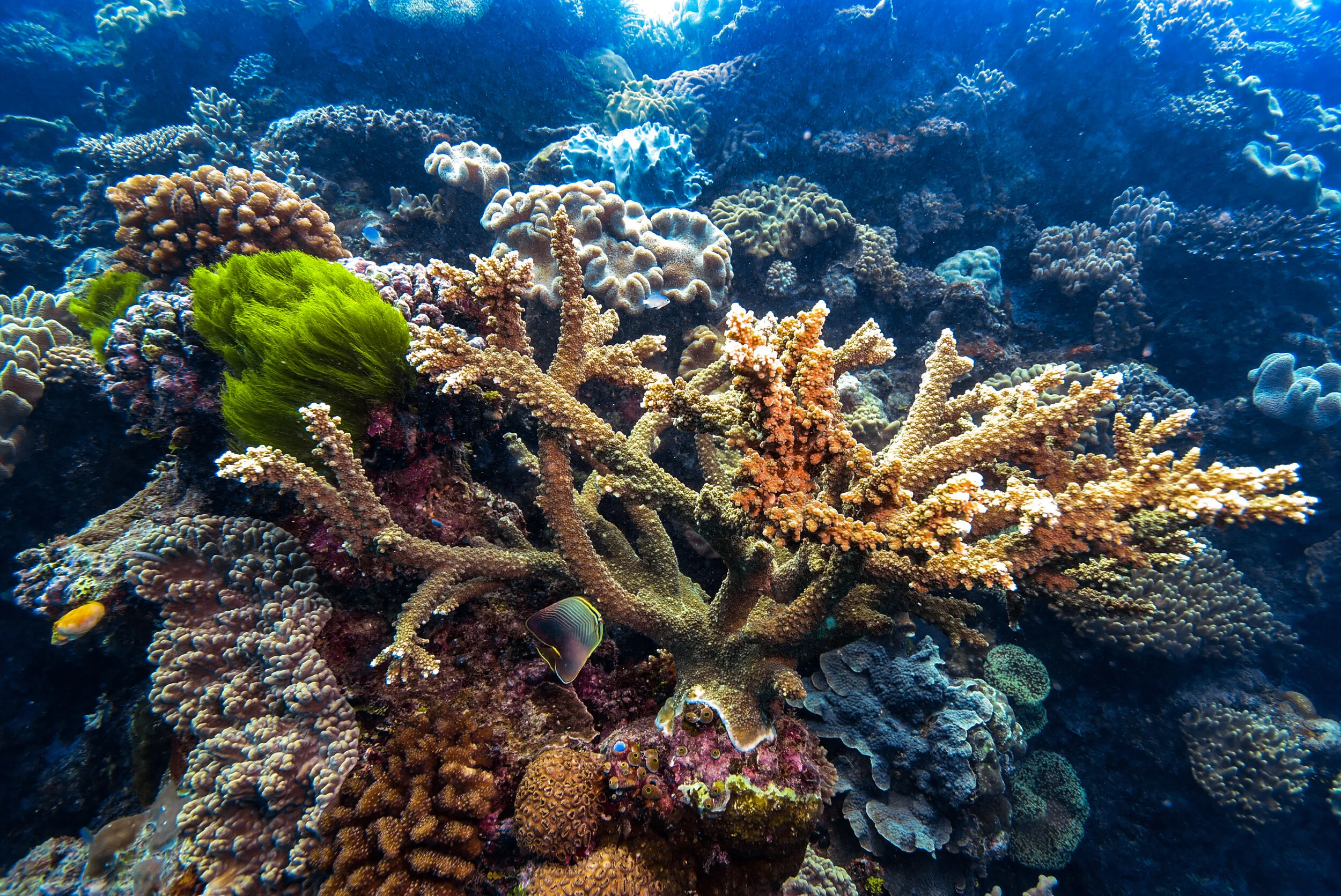 acropora branching coral.jpg