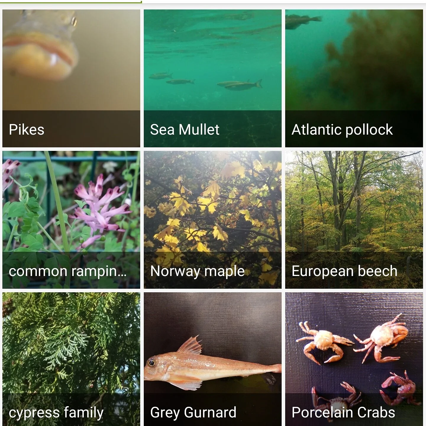 ID your trophy shots straight away