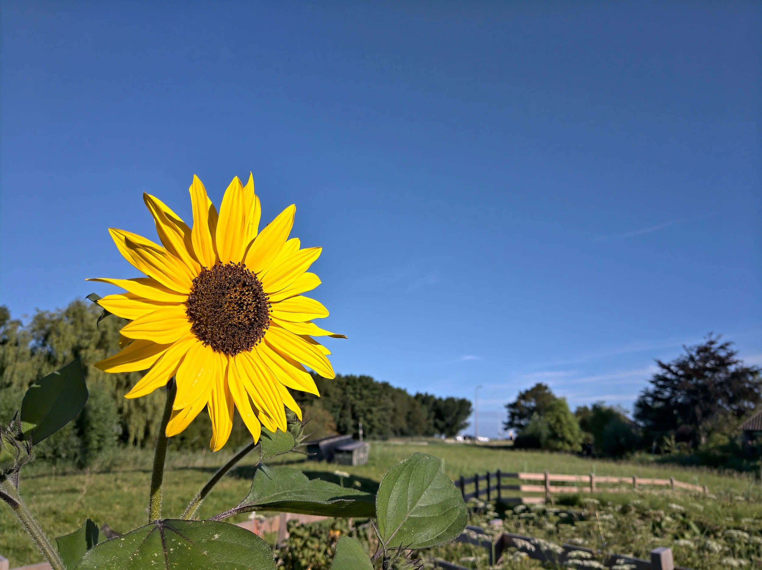 Carp spotting inside the green room