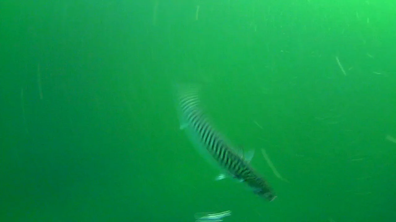 Irish delights - mackerel eyeing up the wolf