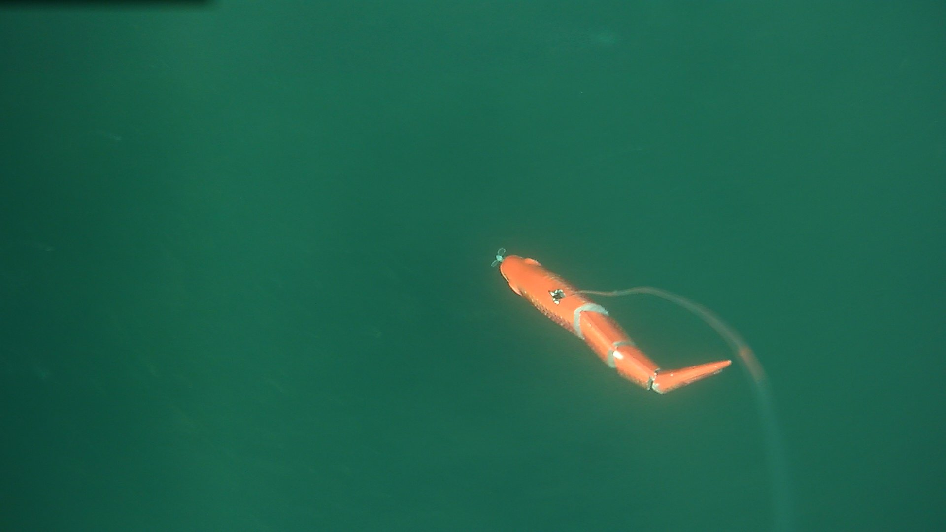 Grinding nemo: animated lure on a dead-bait caster