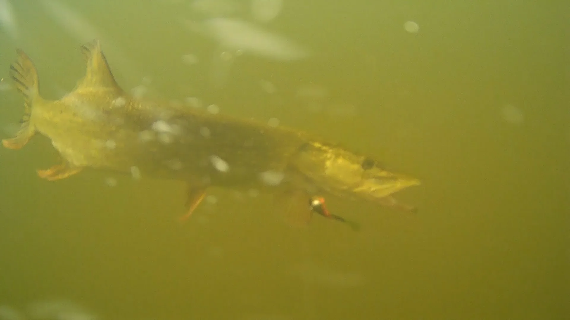 Scented bait pays off.....