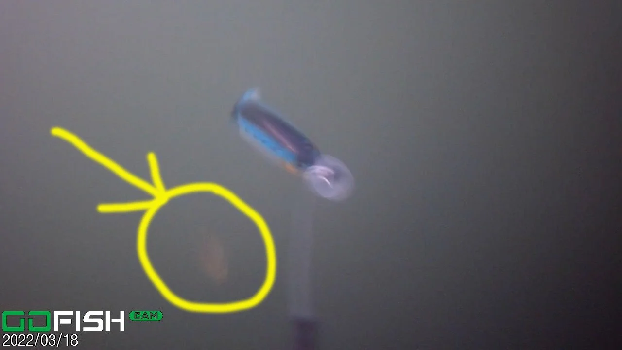 My favourite followers