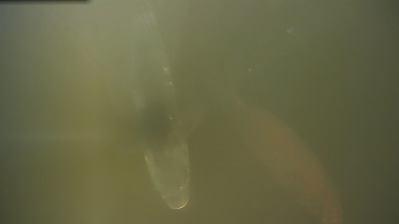 Common bream fish soup