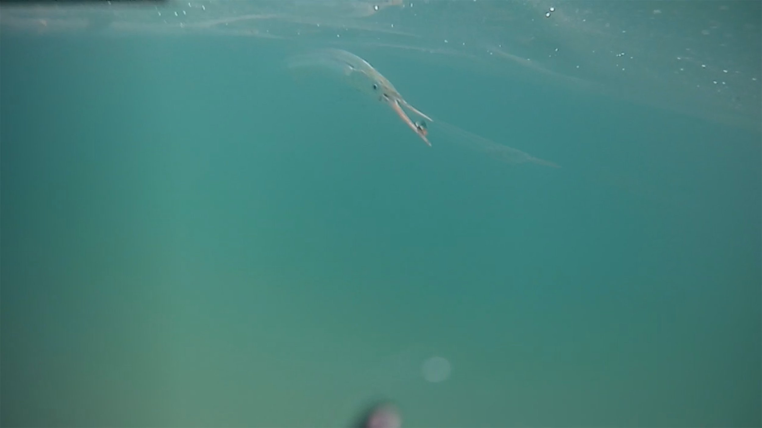 Do you know any other hook-less angling techniques?