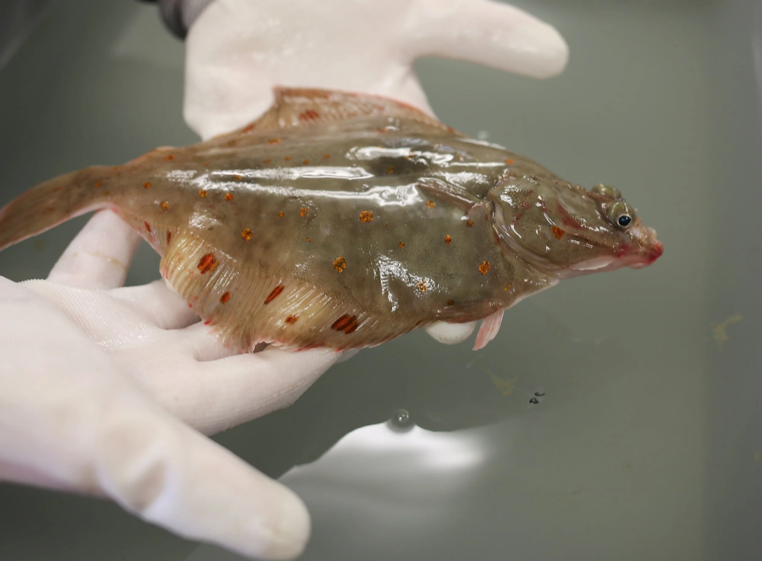 Carefish project - improving catch welfare 