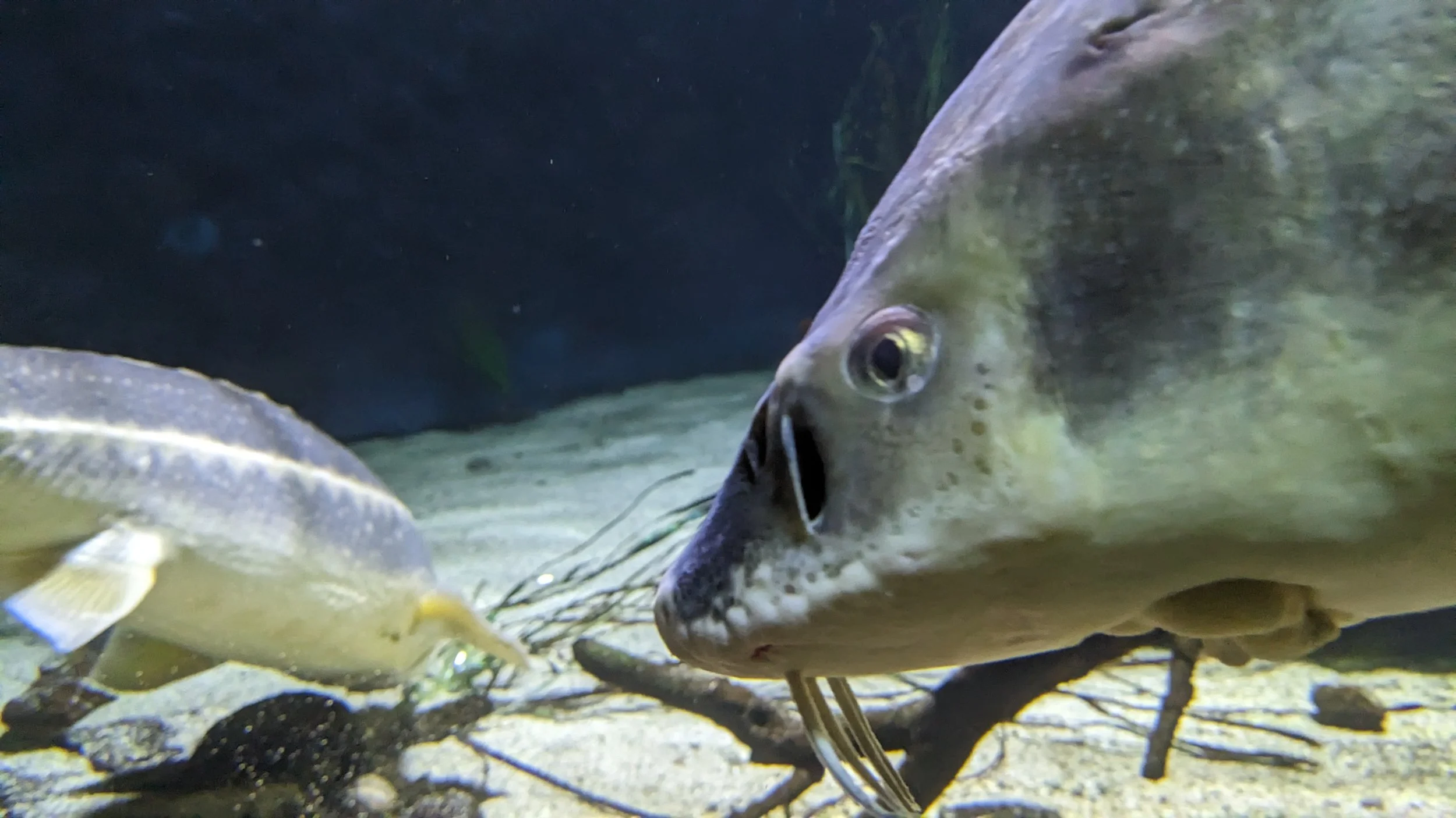 Catch in peace vs catch and release