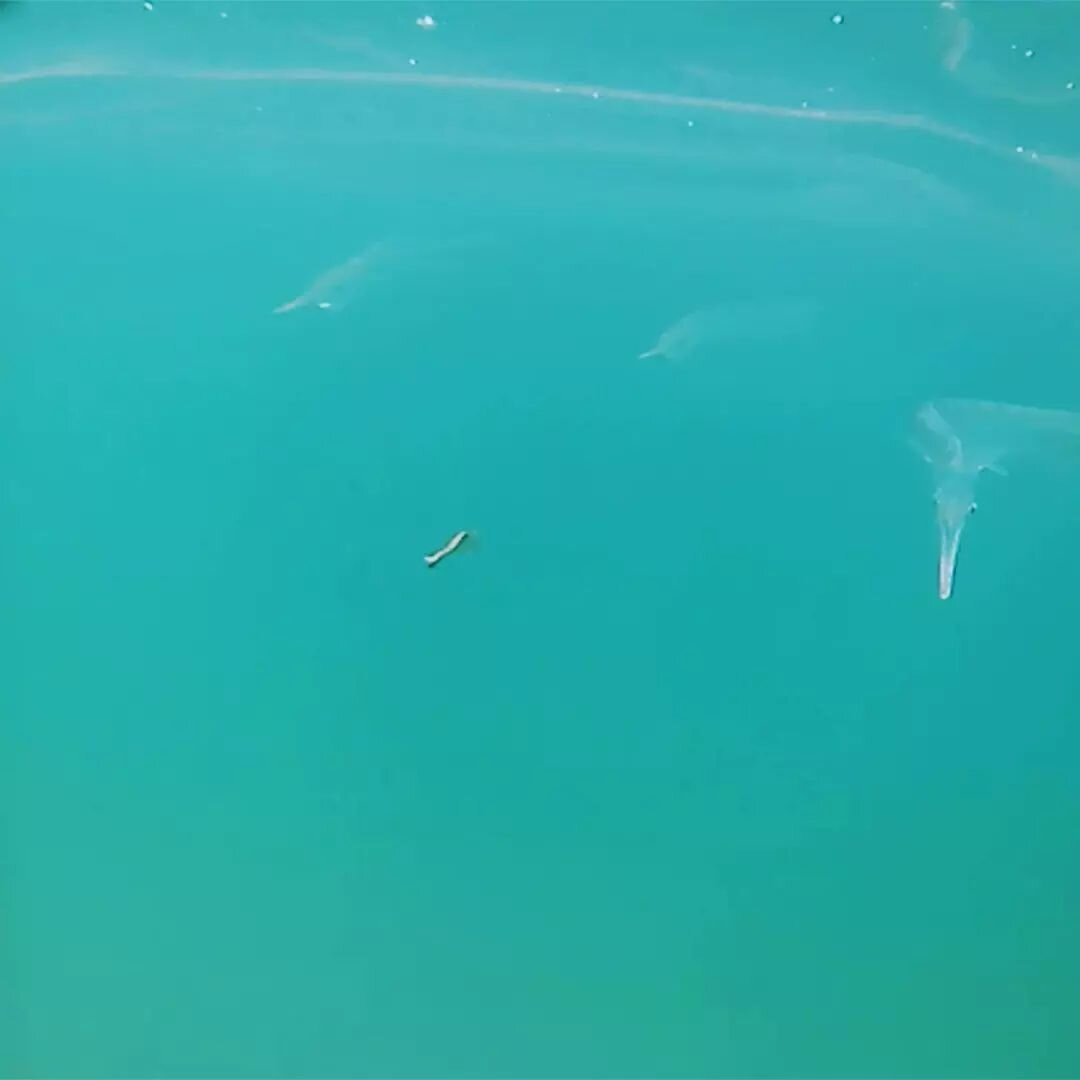Three garfish zoom in.

#garfish
#hornfisk
#hornfiskes&aelig;son
#fishingdenmark
#underwaterlife
#underwaterphotography
#waterwolfhd
#getspydro
#gofishcam