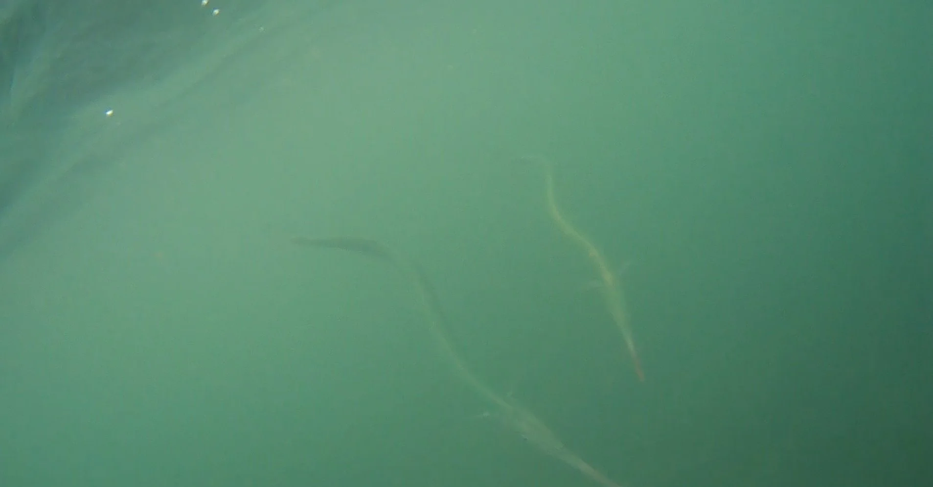 Drone fishing when casting the angling cam.....