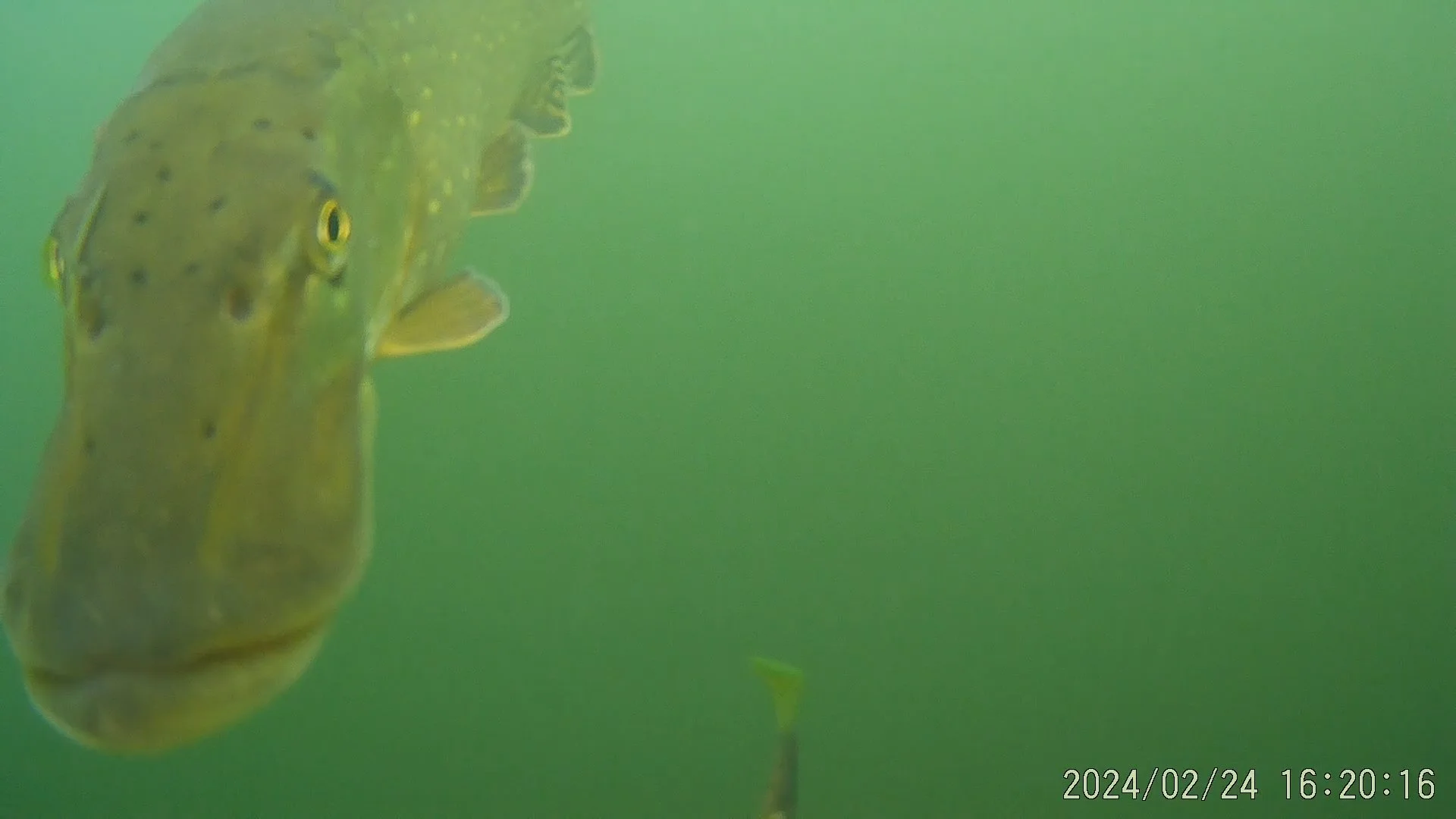 The 7th sense of pike - why they like cameras sometimes more than your bait?