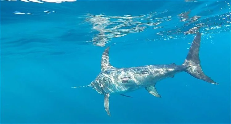 Picture: Sean Tracey, University of Tasmania, Australia