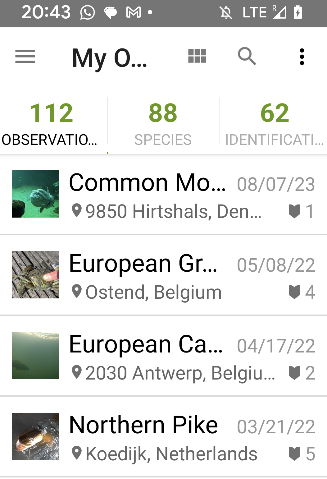 Screenshot - iNaturalist (accessed 2024)