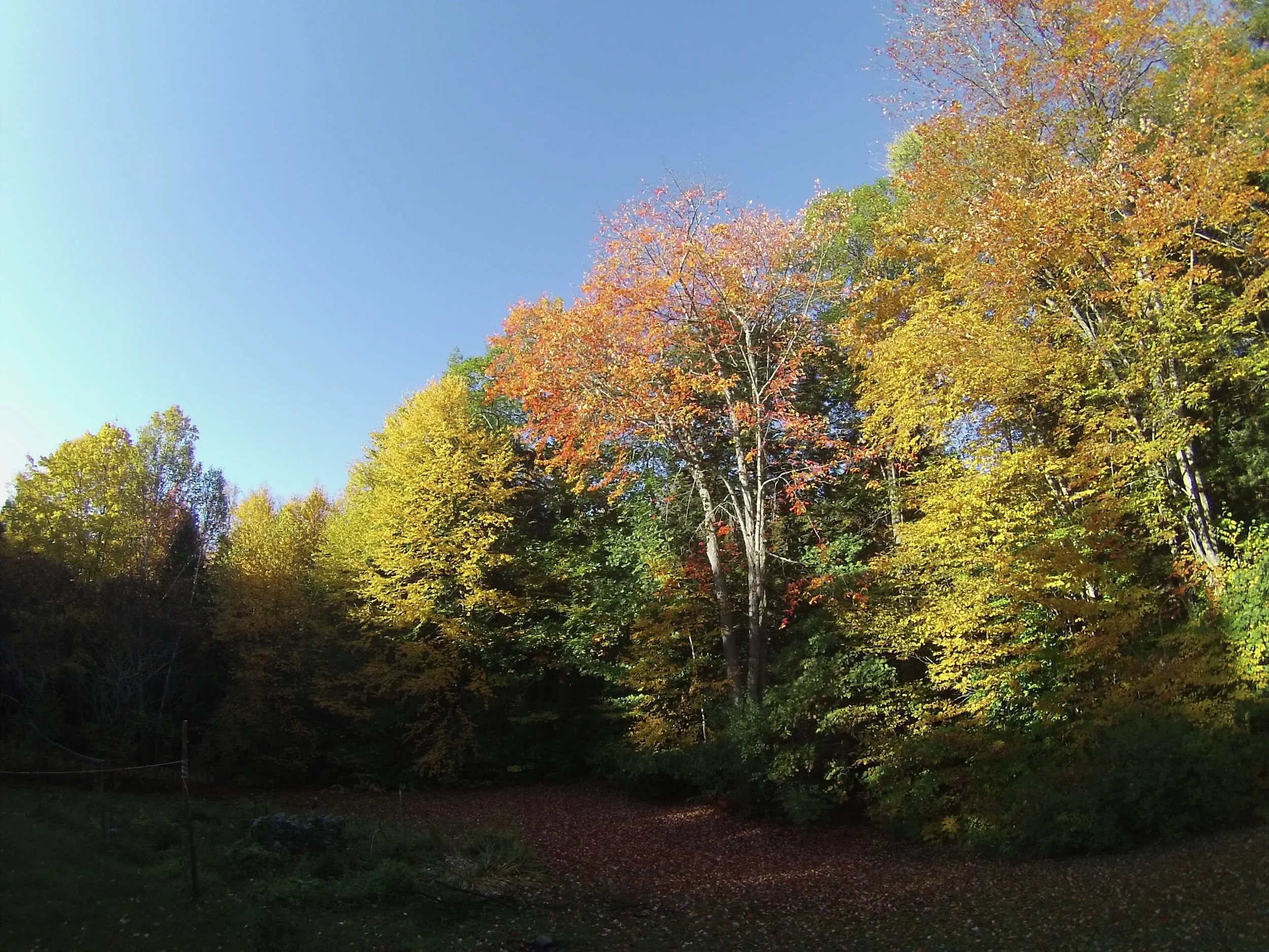 Fall  in Vermont 2015