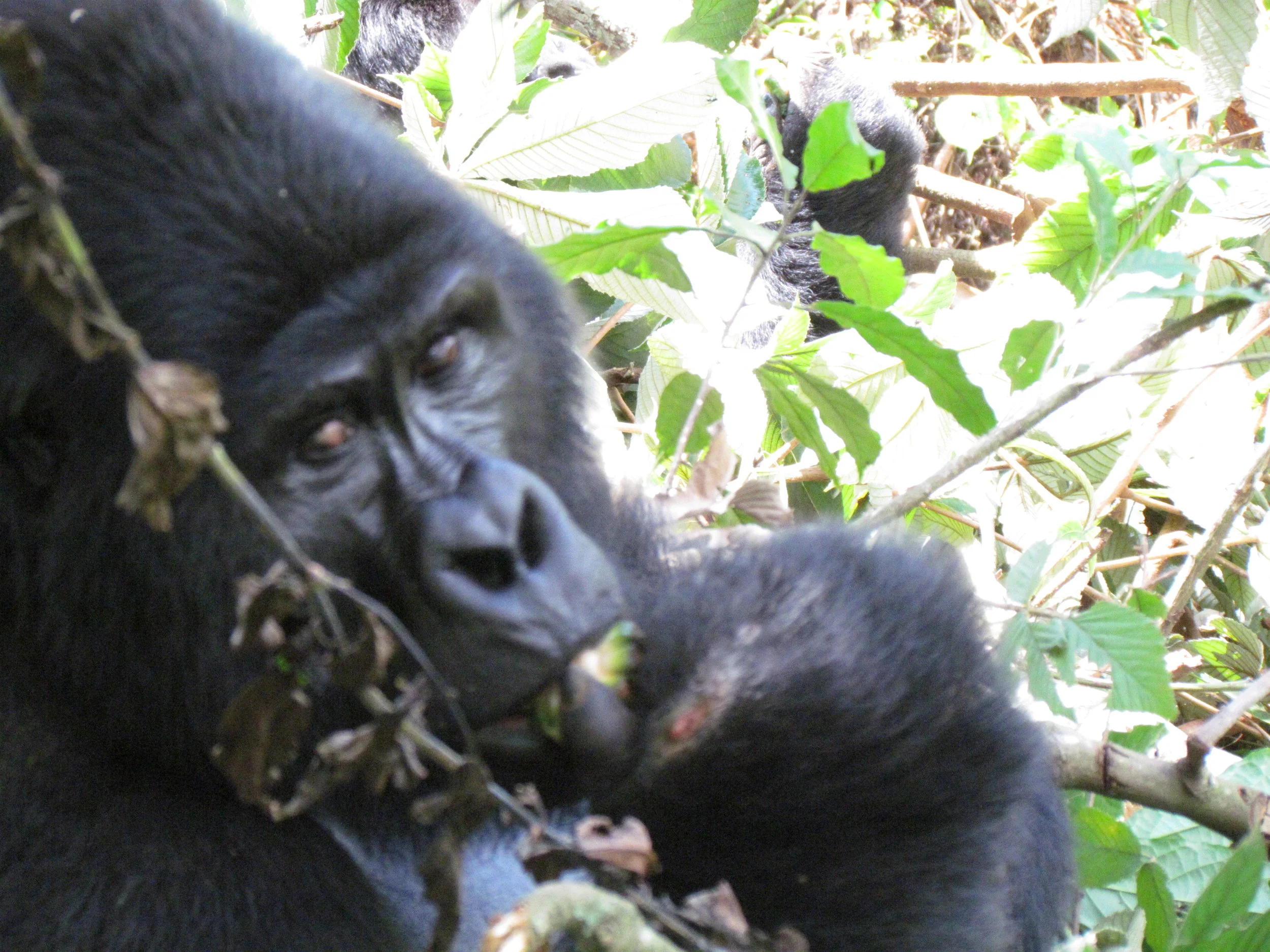 Visiting the Mountain Gorillas in Uganda-2011