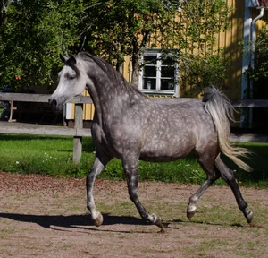Mares & Fillys — Tarenas Arabian Stud - Tärenäs Arabstuteri
