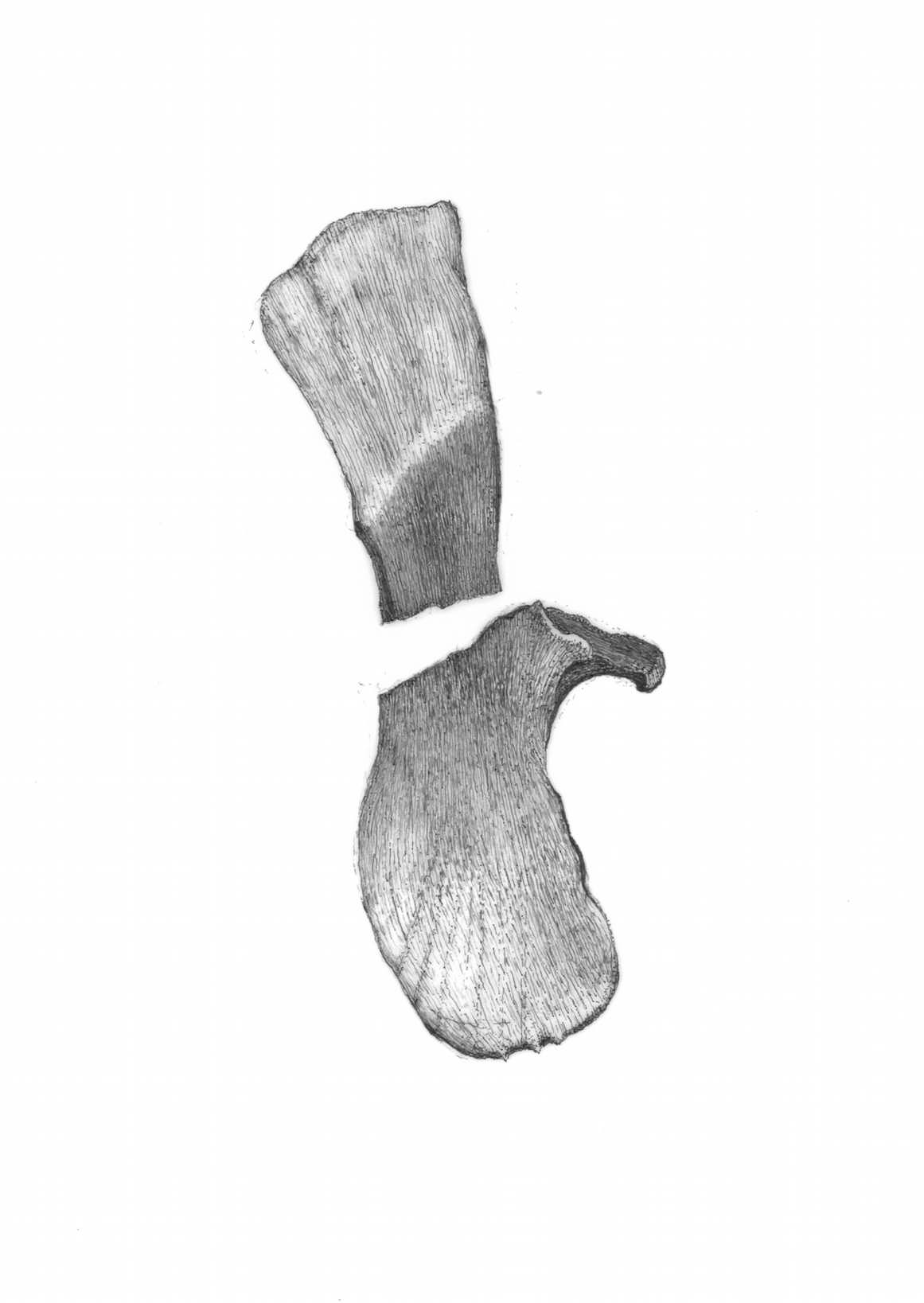 cornish hen bone edit.jpeg