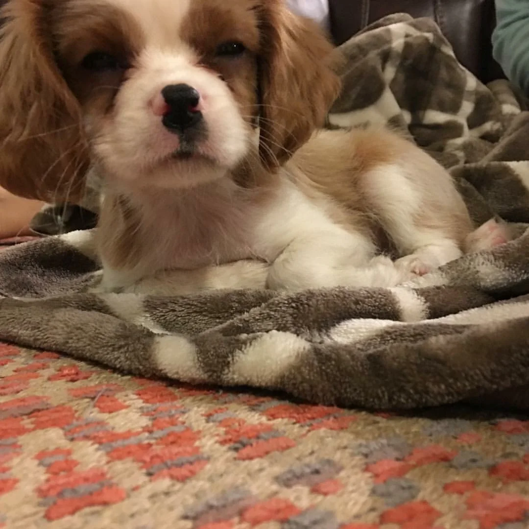 Anfiava (new friend)