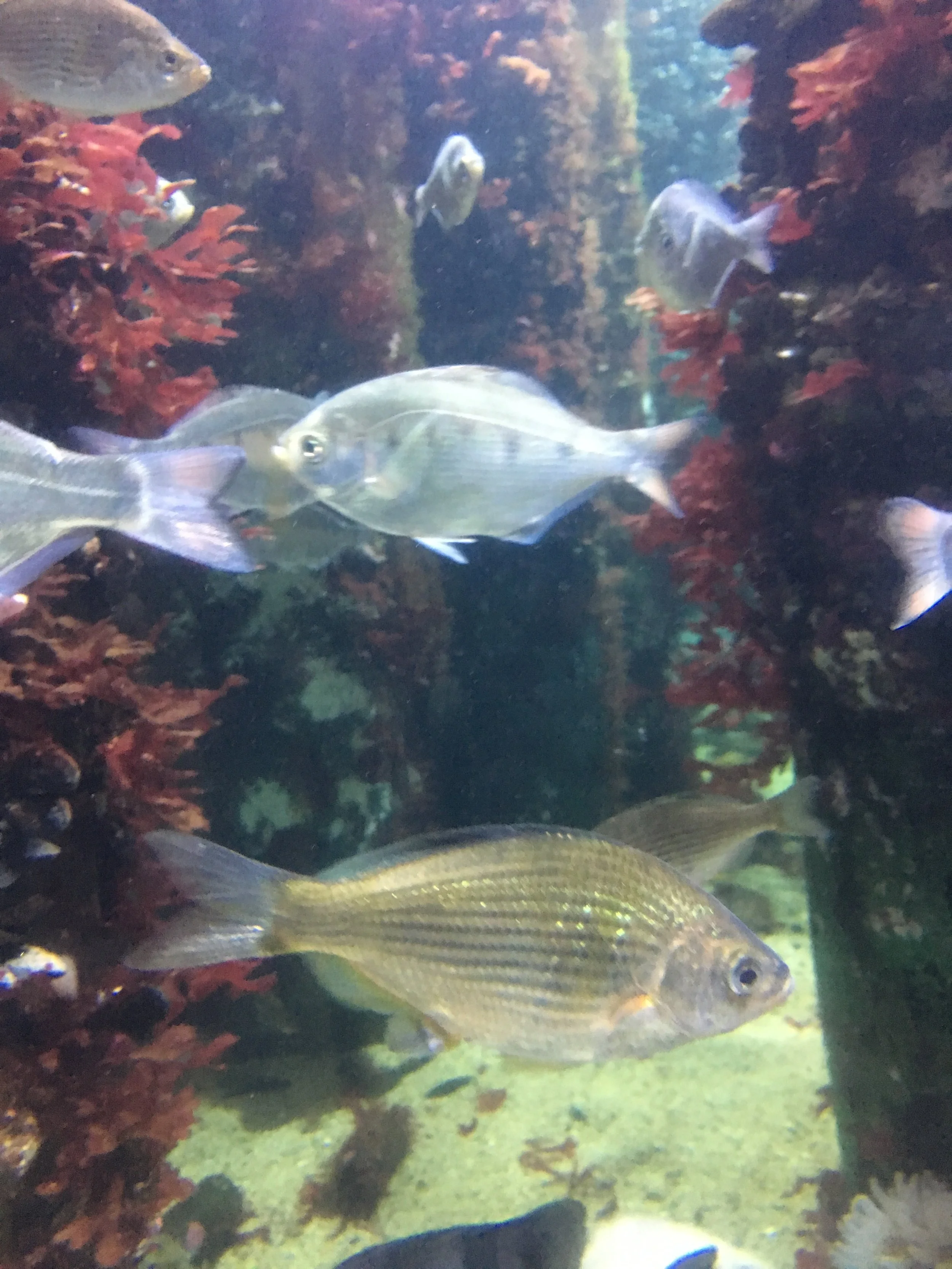 LURAMAFIOW(resources)